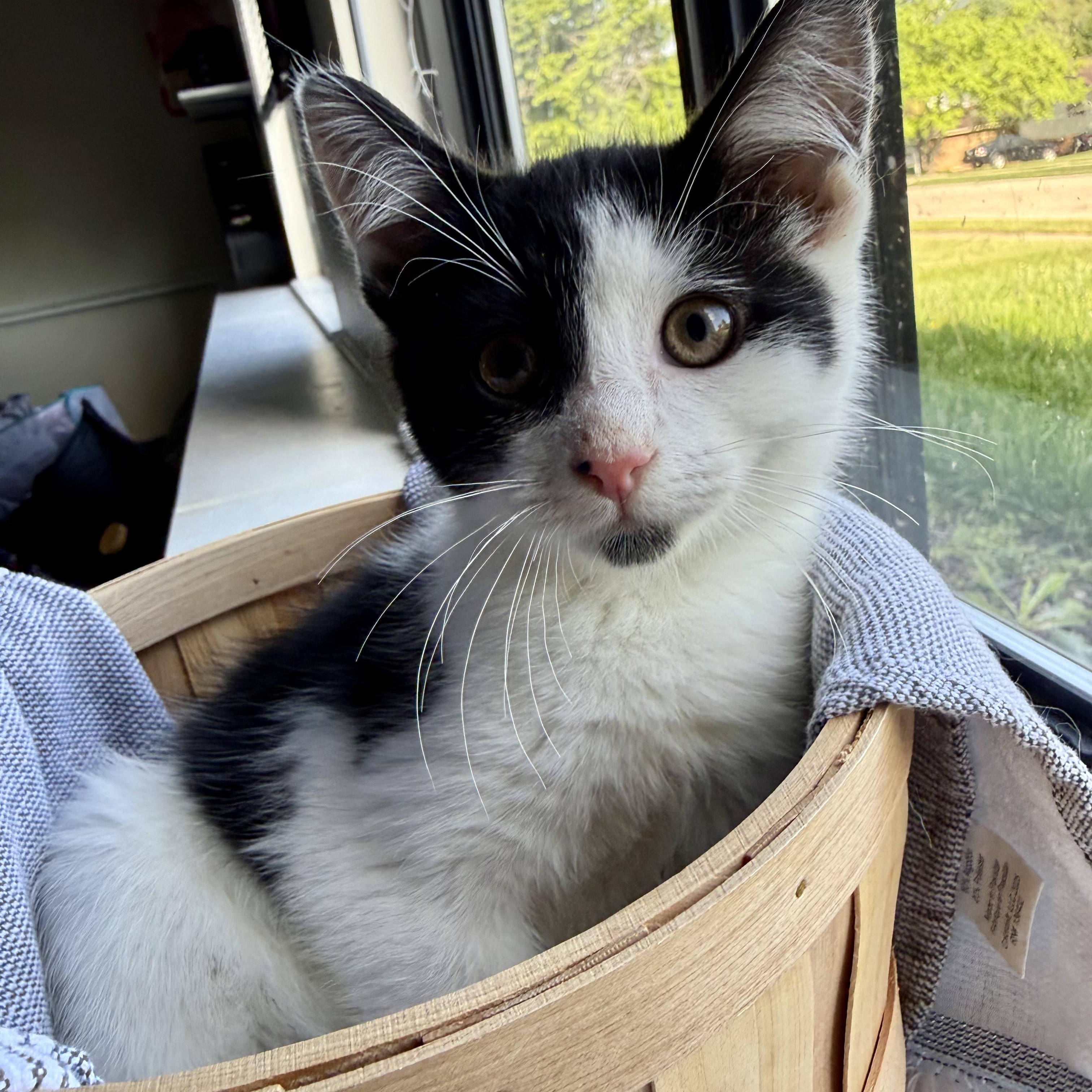 Sapphire, an adopted Domestic Short Hair in Miamisburg, OH image 4/6