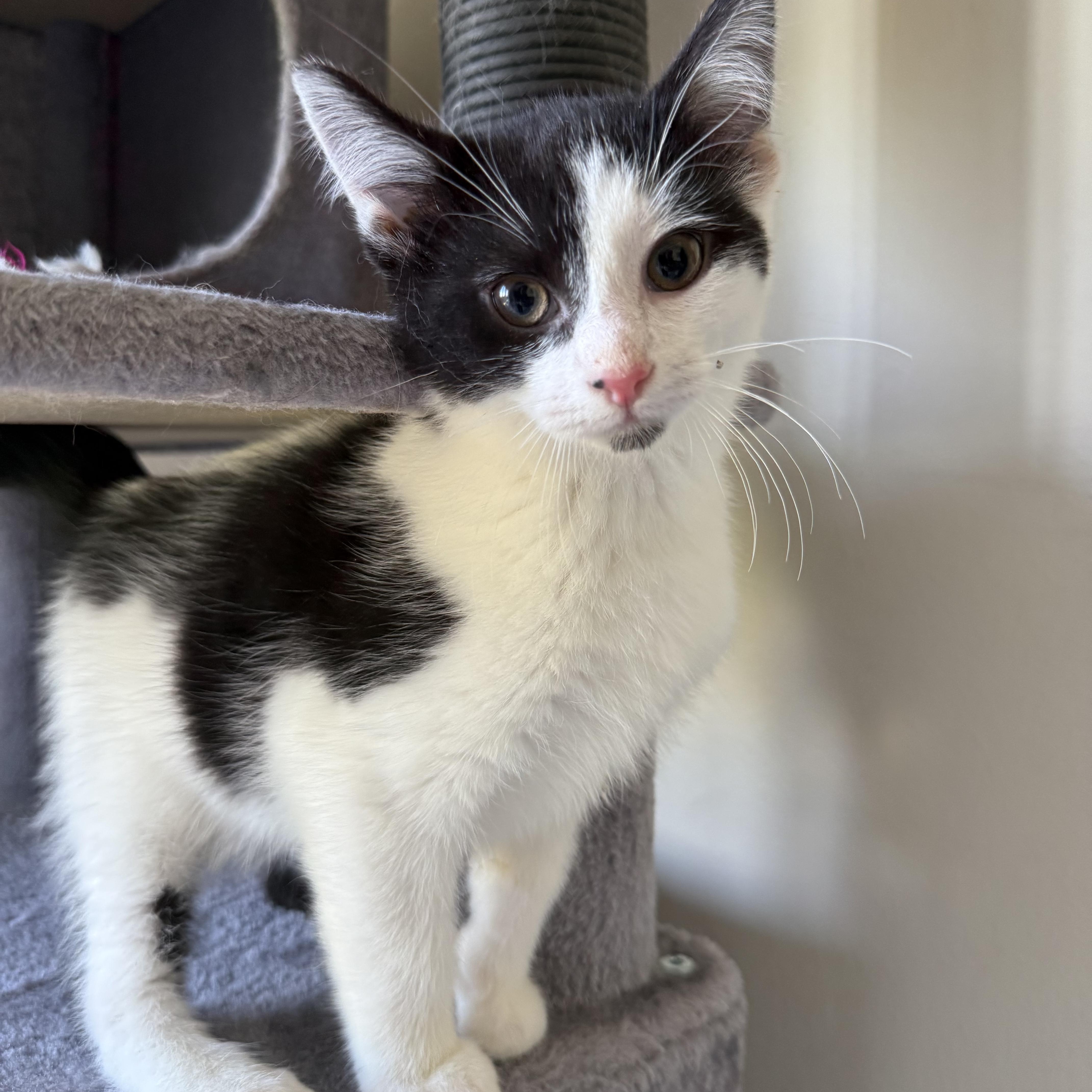 Sapphire, an adopted Domestic Short Hair in Miamisburg, OH image 2/6