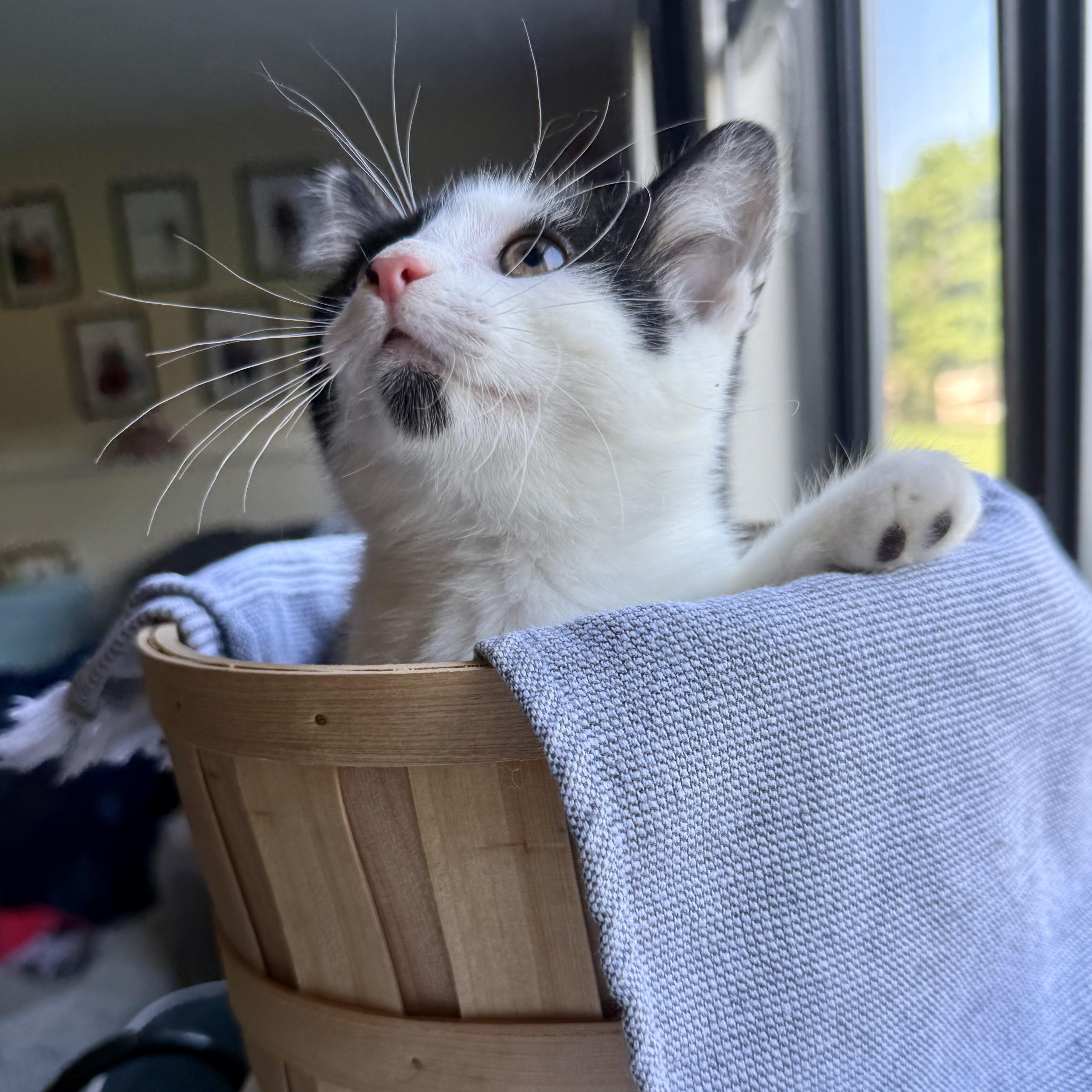 Sapphire, an adopted Domestic Short Hair in Miamisburg, OH image 6/6