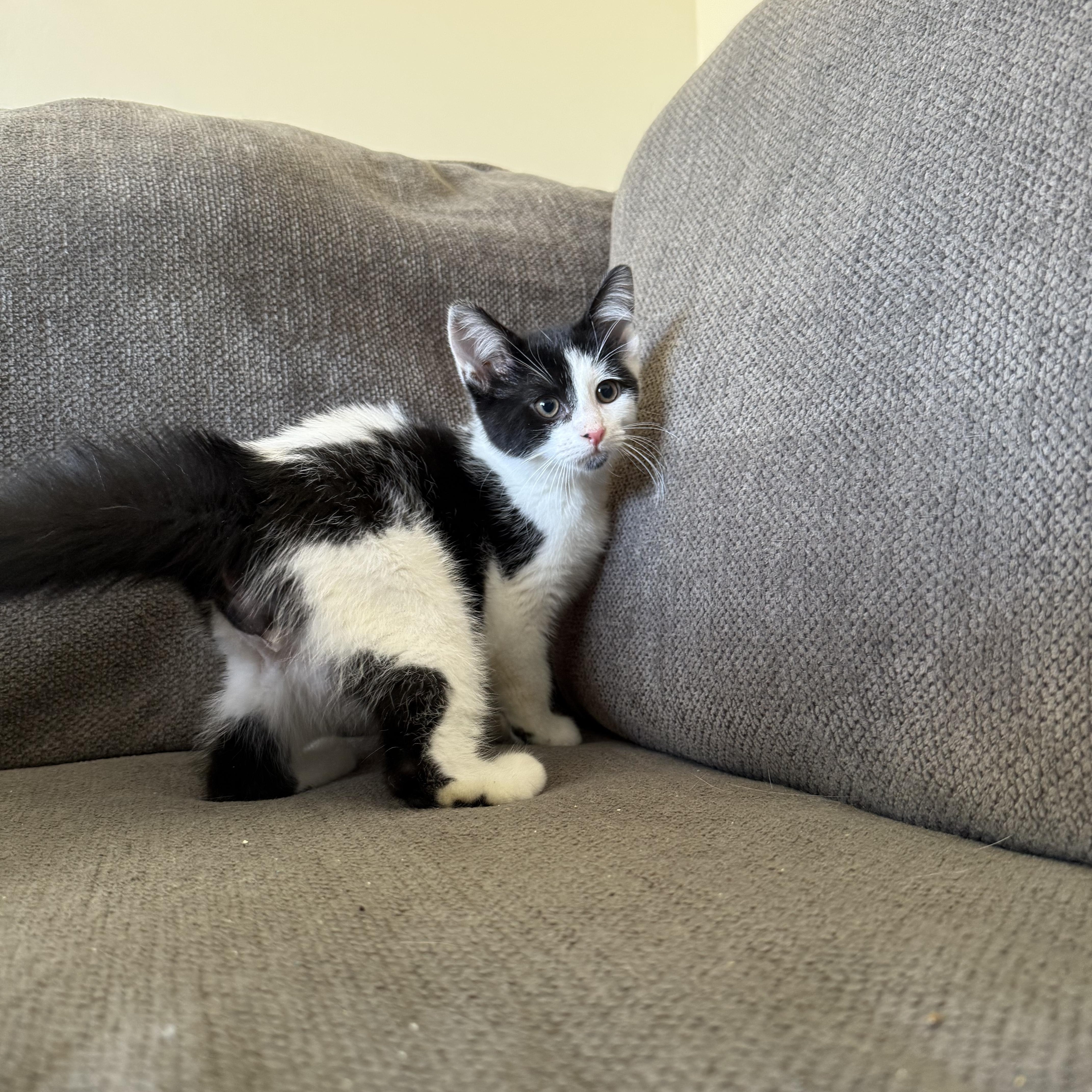 Sapphire, an adopted Domestic Short Hair in Miamisburg, OH image 5/6
