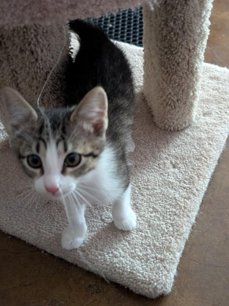 Enlarge Vanilla, a Adoptable mixed breed in Richardson, TX image 1/4