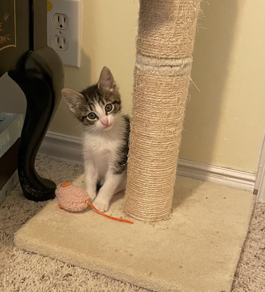 Enlarge Vanilla, a Adoptable mixed breed in Richardson, TX image 2/4