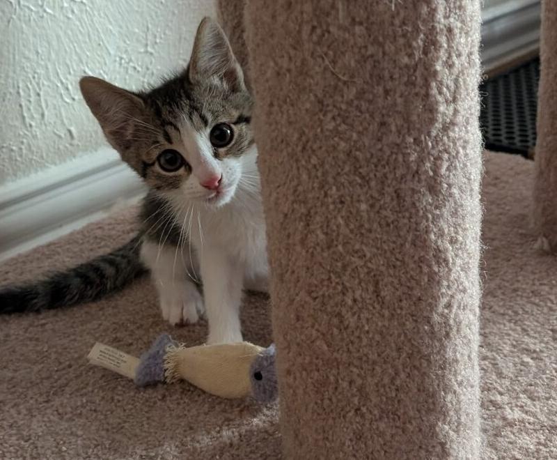 Enlarge Vanilla, a Adoptable mixed breed in Richardson, TX image 3/4