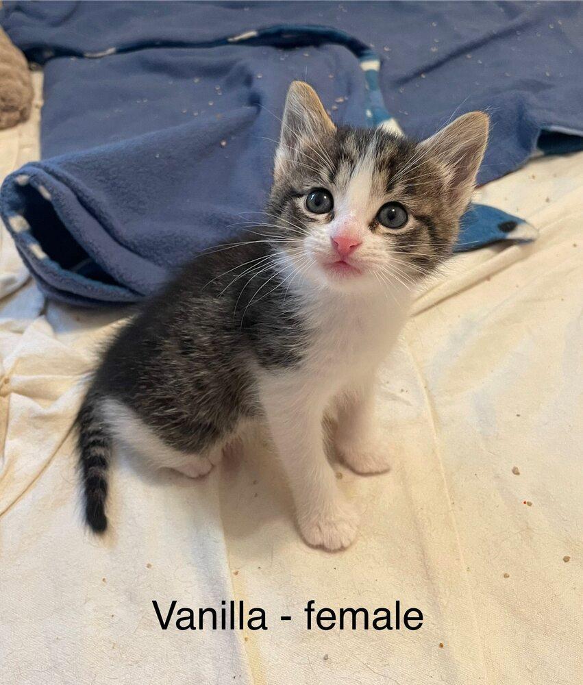 Enlarge Vanilla, a Adoptable mixed breed in Richardson, TX image 4/4