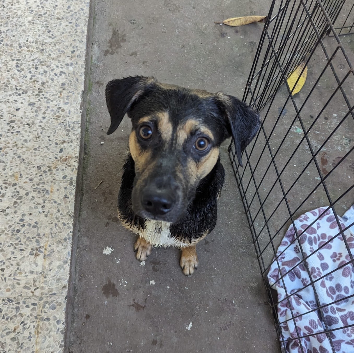 FALCON, a Adoptable mixed breed in New York, NY image 4/6