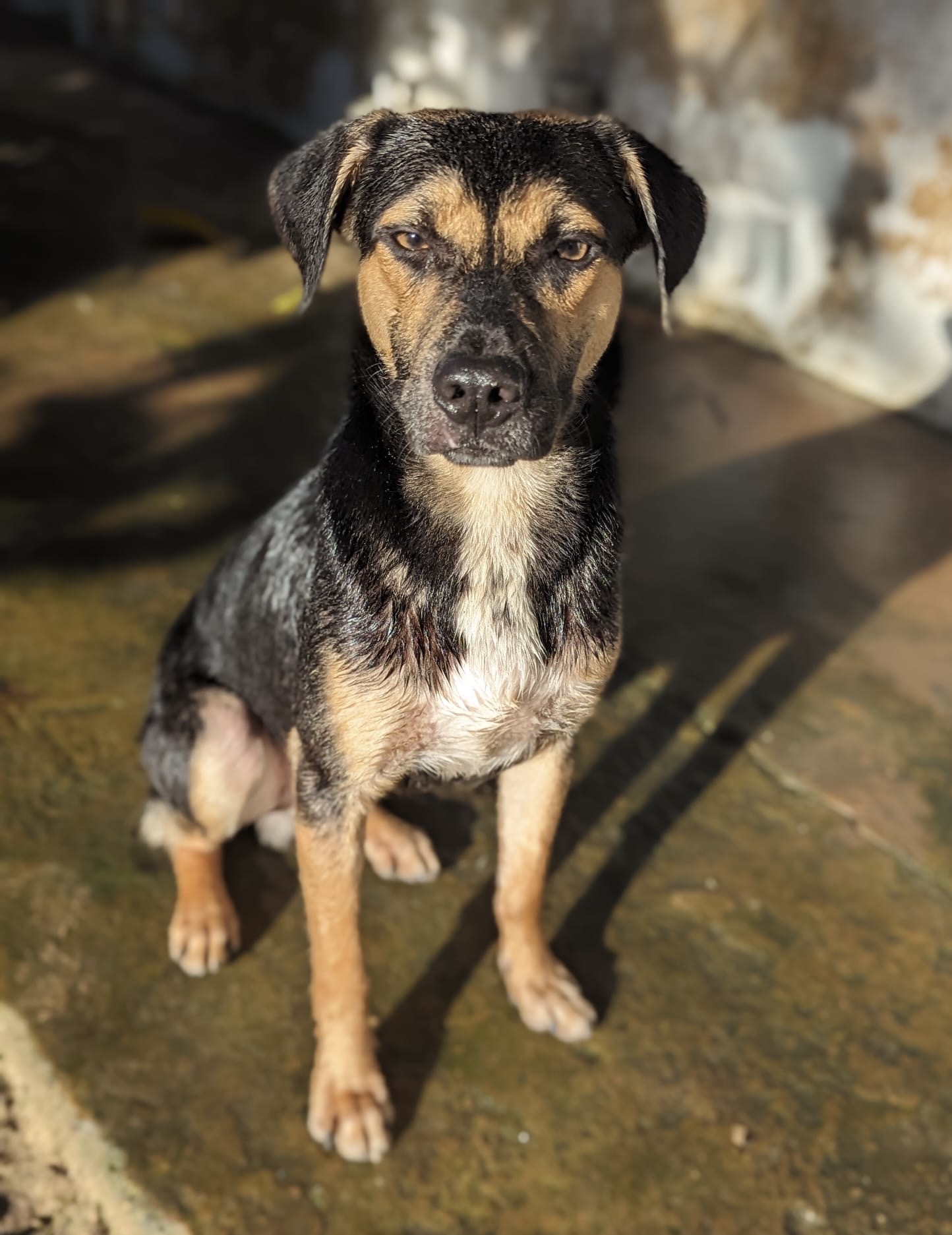 FALCON, Adoptable, Young Male Chocolate Labrador Retriever & Shepherd.