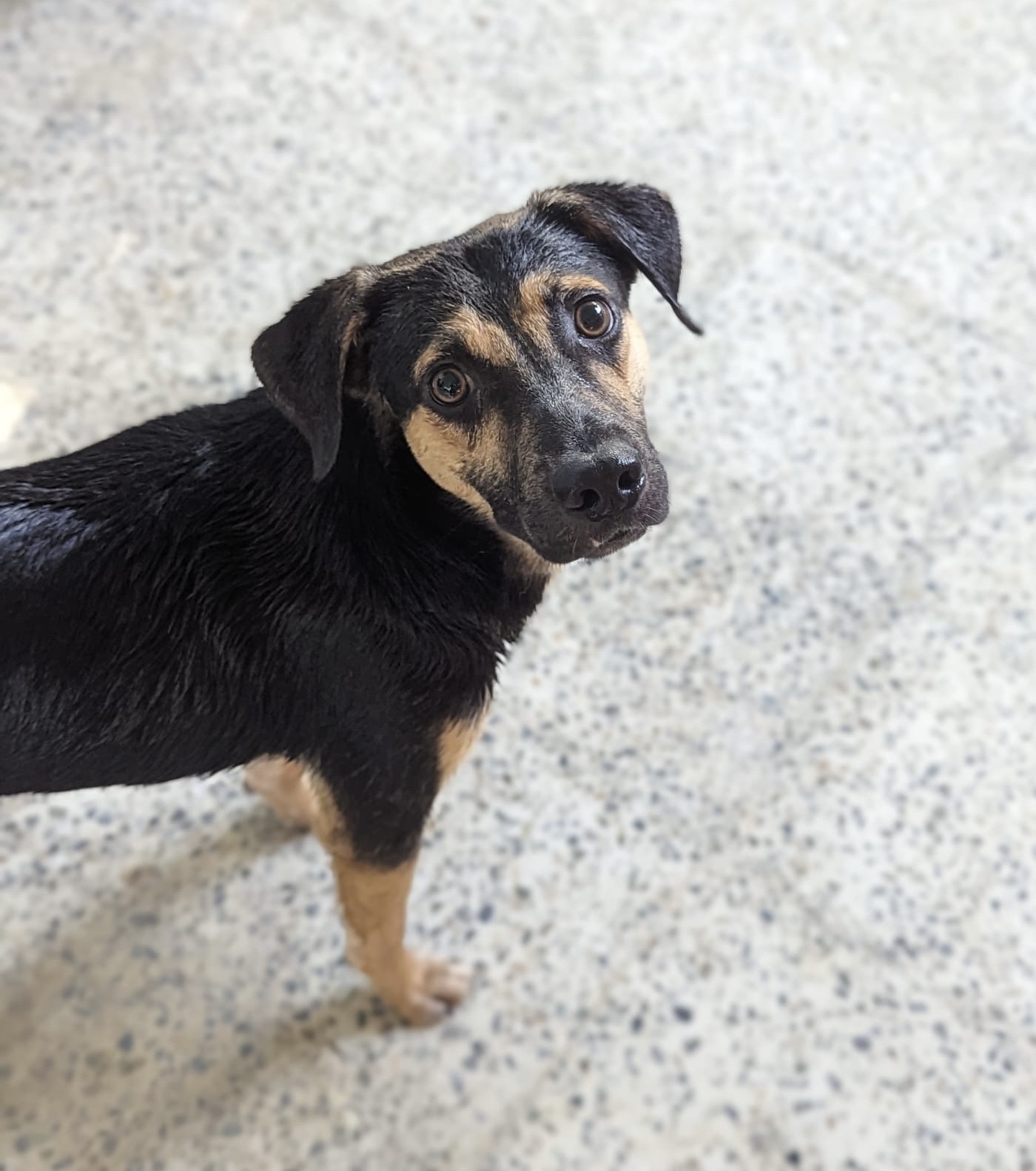 FALCON, a Adoptable mixed breed in New York, NY image 5/6