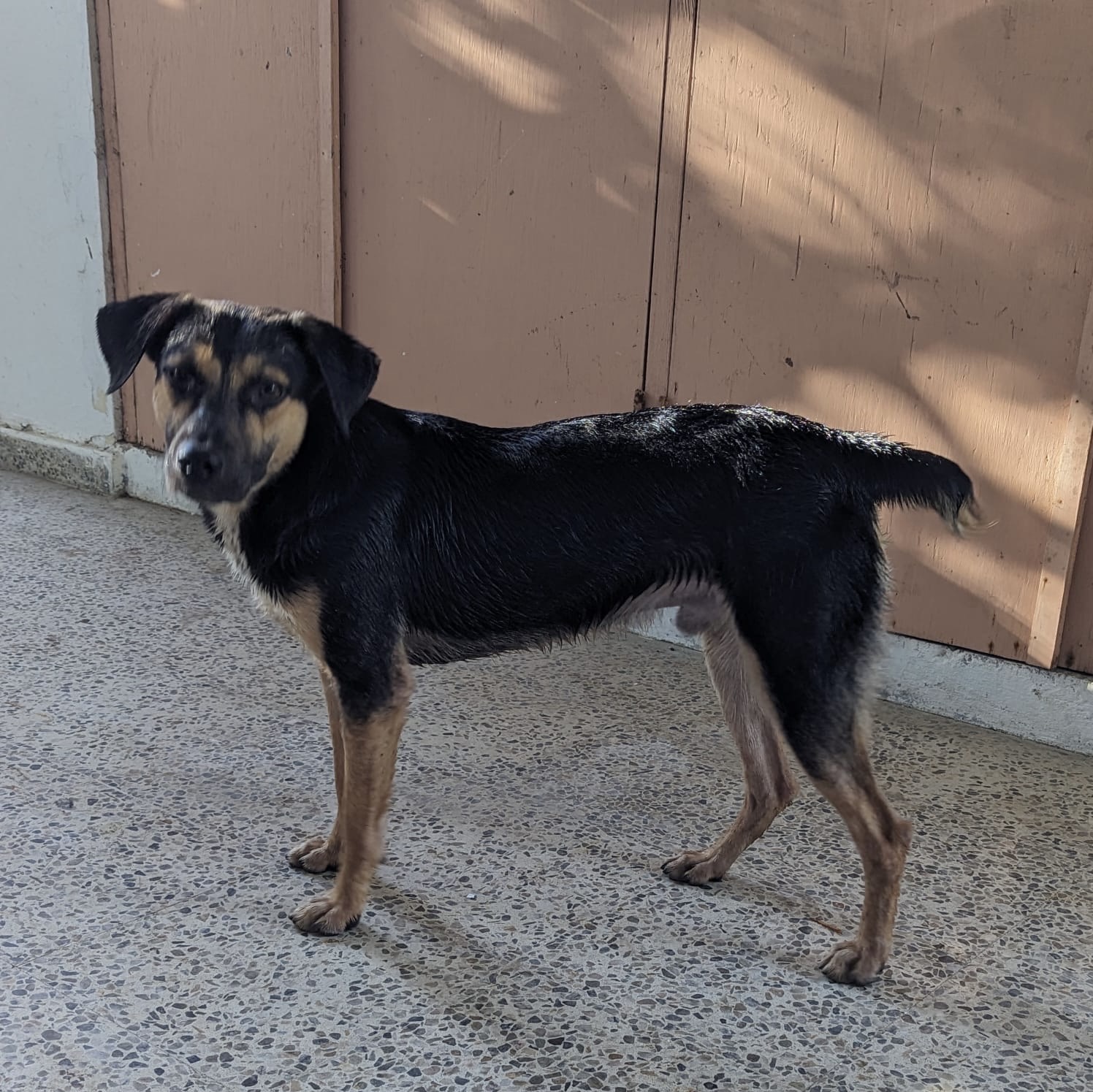 FALCON, a Adoptable mixed breed in New York, NY image 3/6
