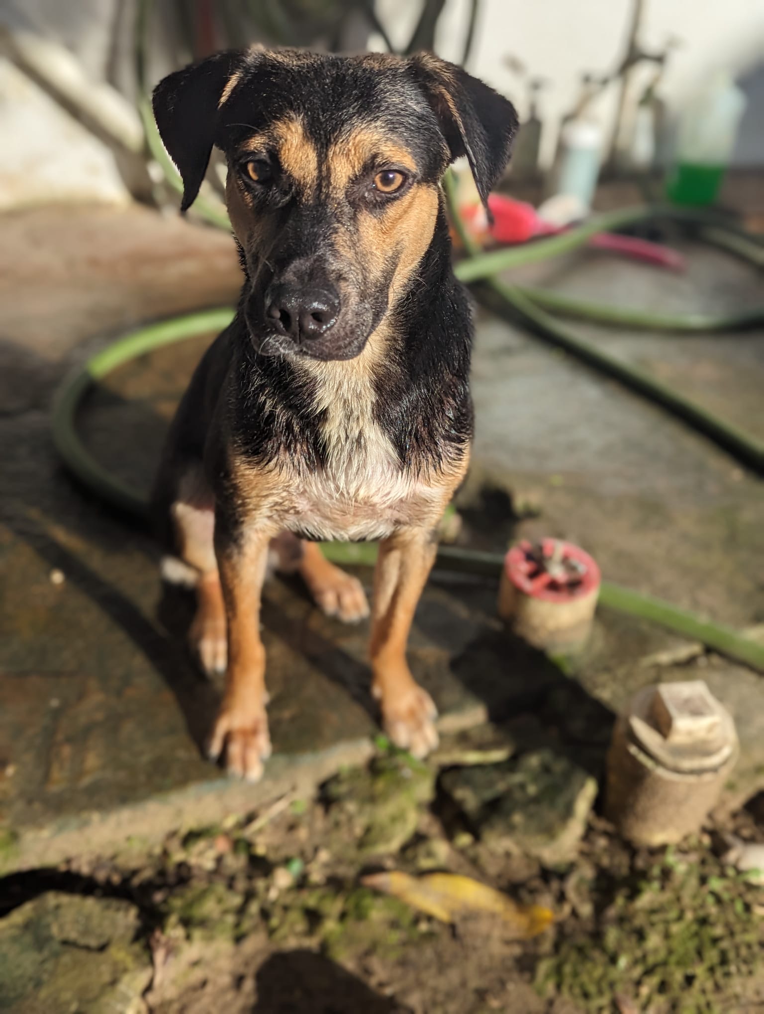 FALCON, a Adoptable mixed breed in New York, NY image 2/6