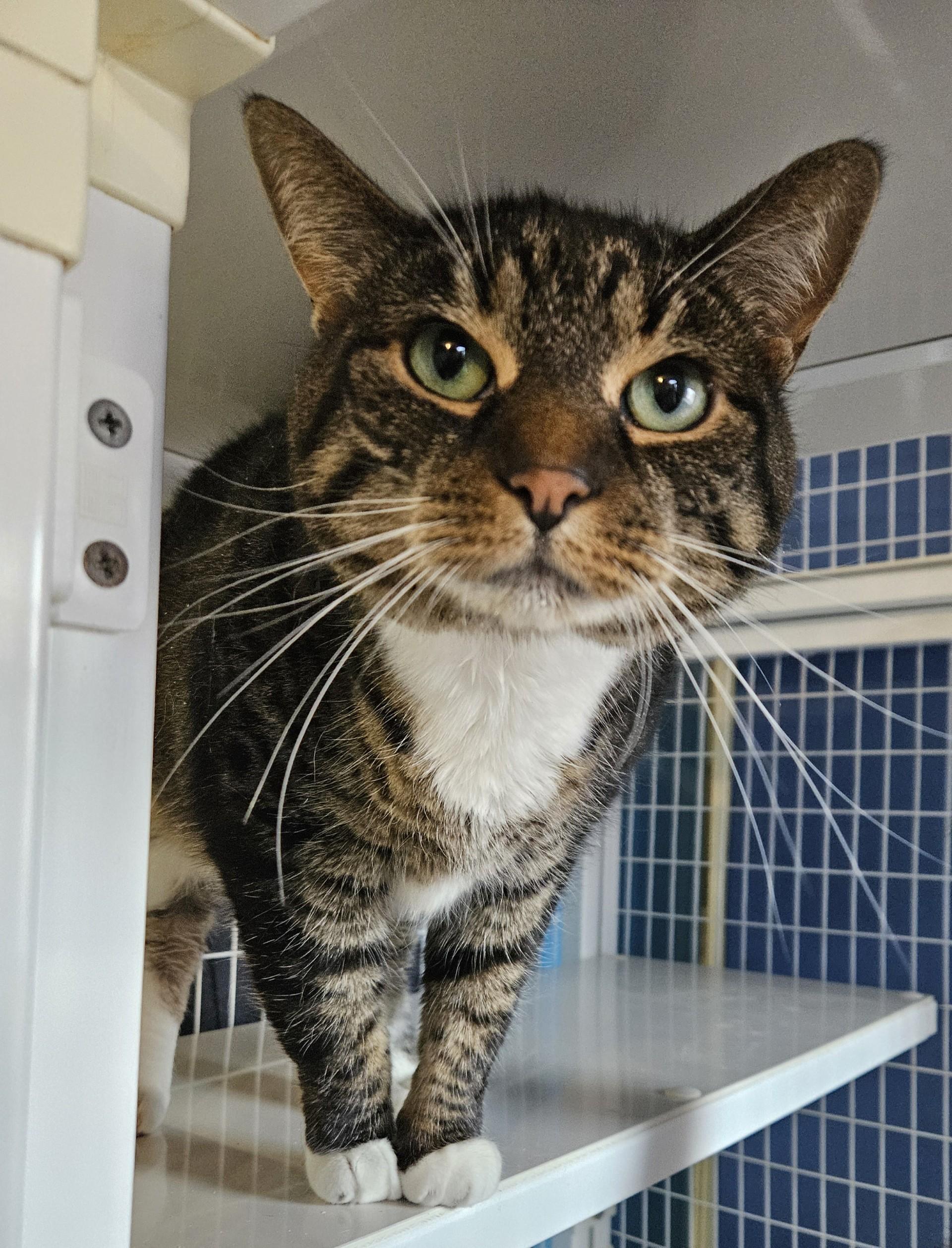 Kazoo, ADOPTABLE, Senior Female Domestic Short Hair.