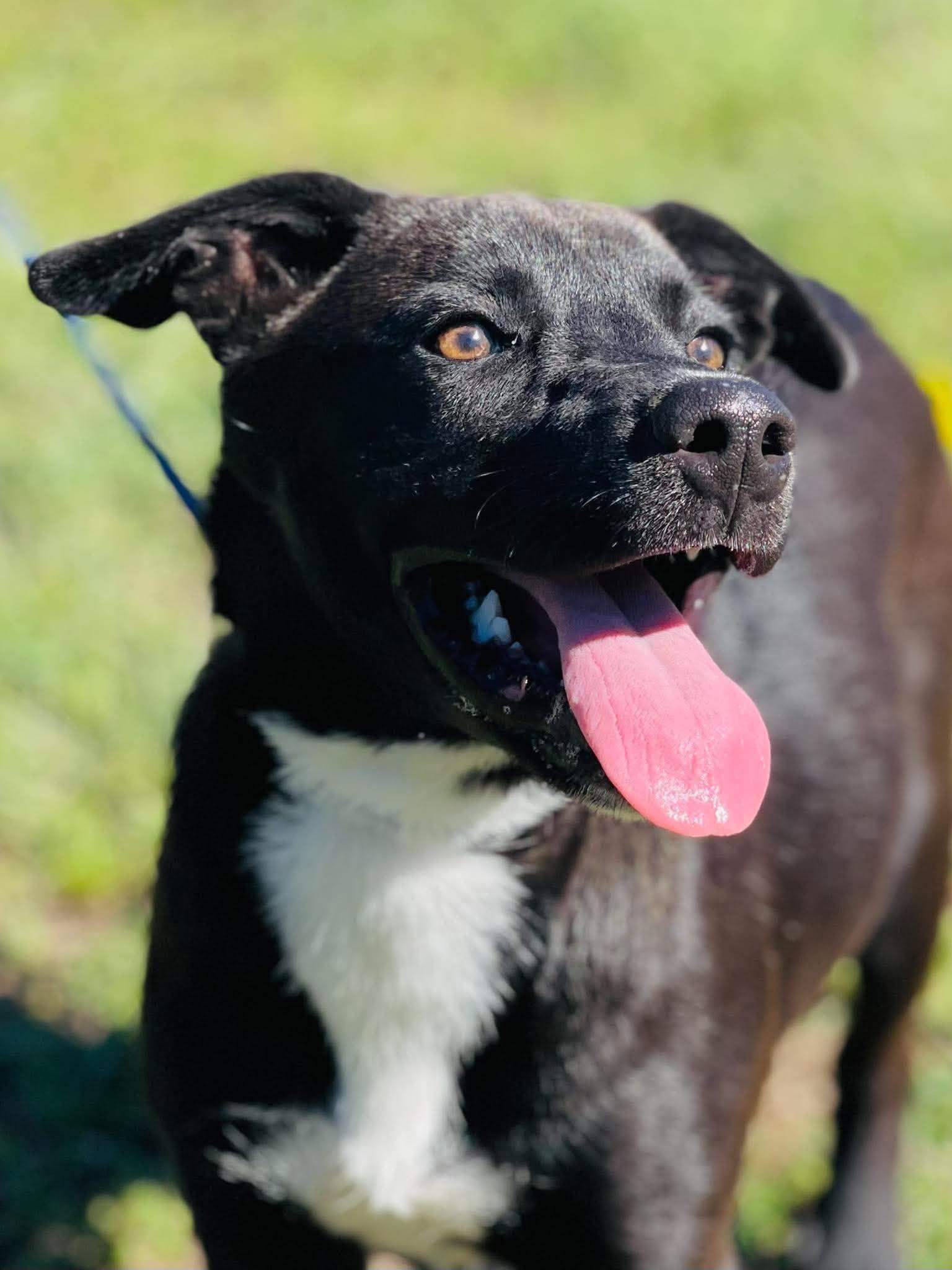 Enlarge Ac-5330 "Brownie", a Adoptable mixed breed in Conyers, GA image 3/4