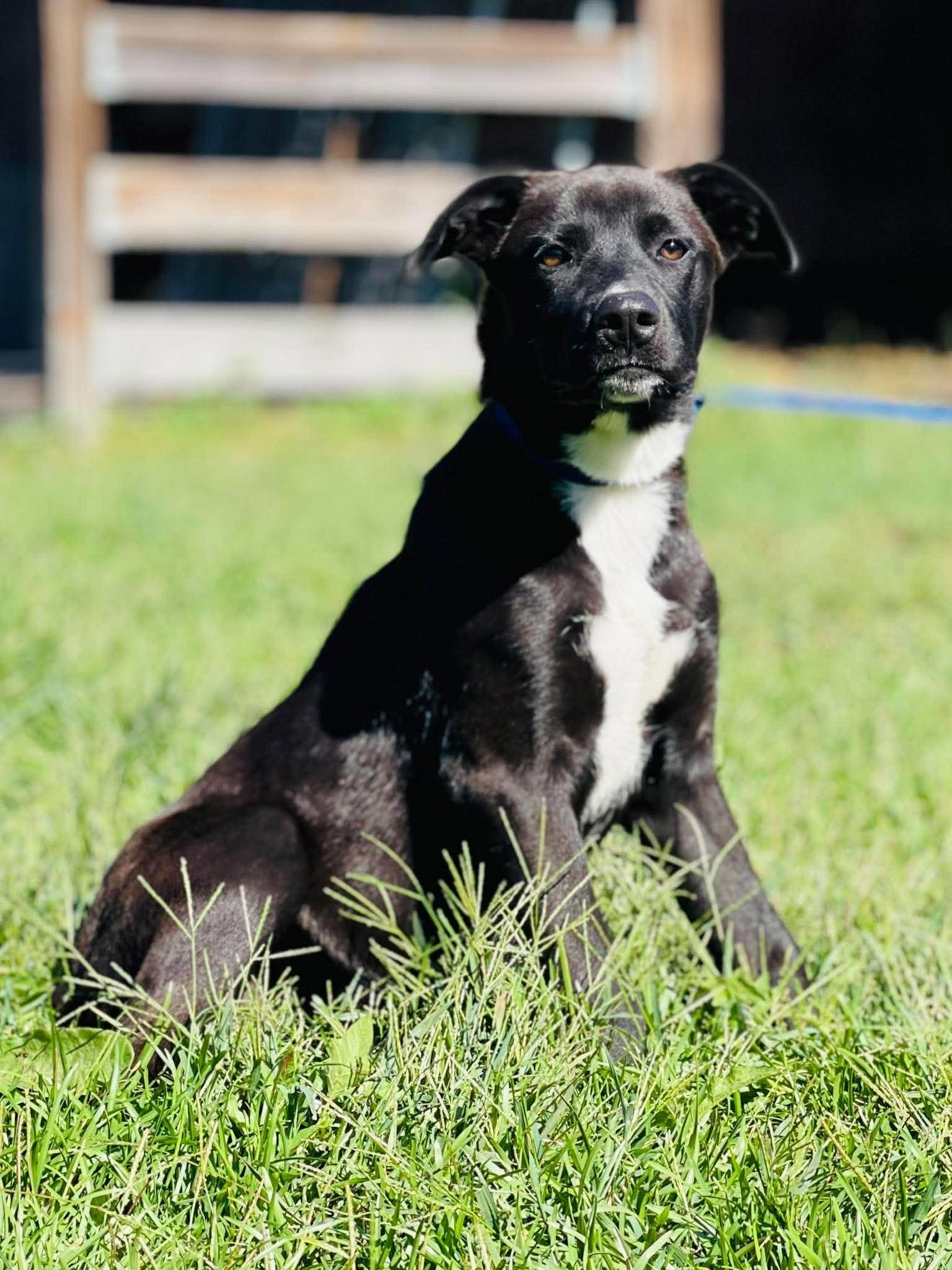 Enlarge Ac-5330 "Brownie", a Adoptable mixed breed in Conyers, GA image 4/4