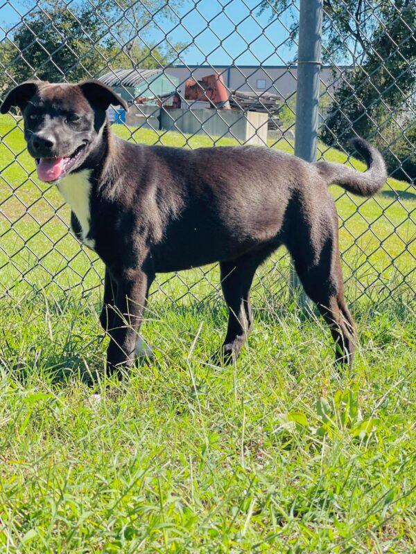Enlarge Ac-5330 "Brownie", a Adoptable mixed breed in Conyers, GA image 2/4