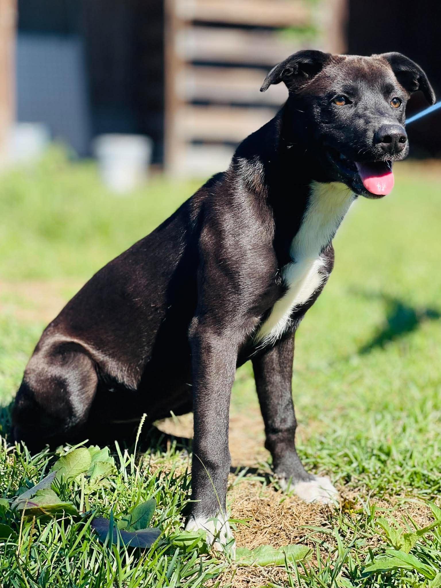 Enlarge Ac-5330 "Brownie", a Adoptable mixed breed in Conyers, GA image 1/4