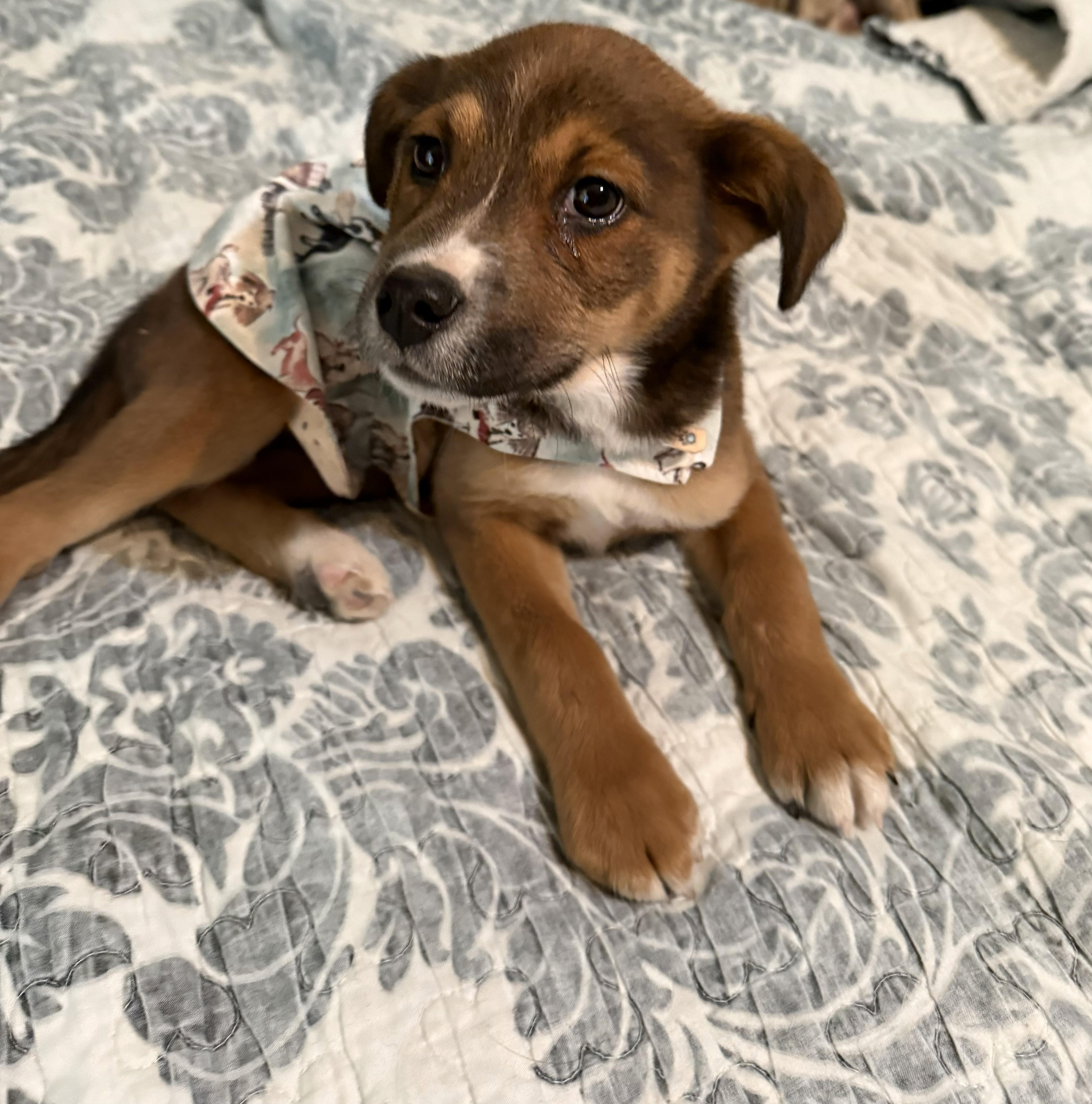 Birdie Mae, an adopted mixed breed in Yukon, OK image 3/4