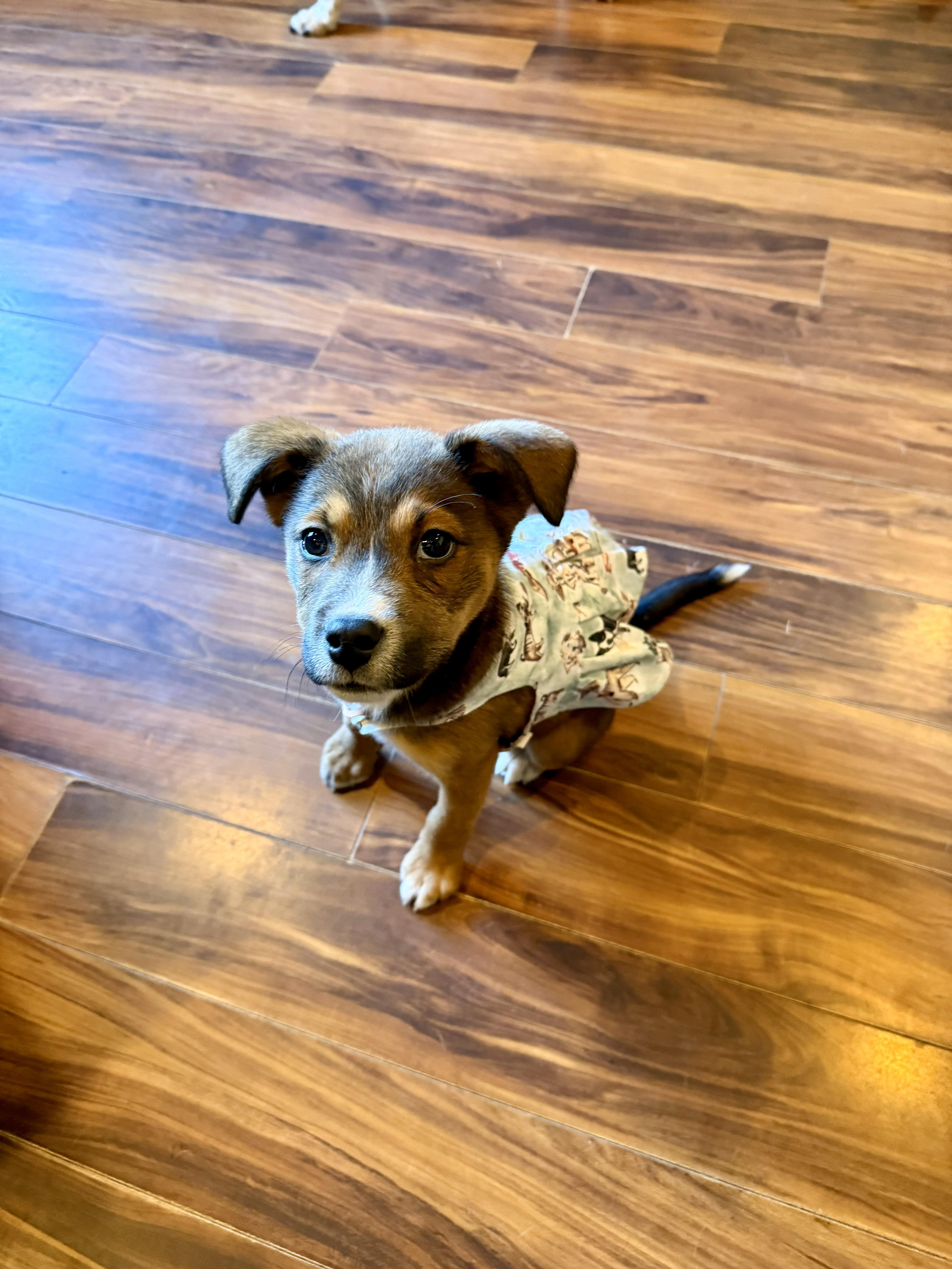 Birdie Mae, an adopted mixed breed in Yukon, OK image 4/4