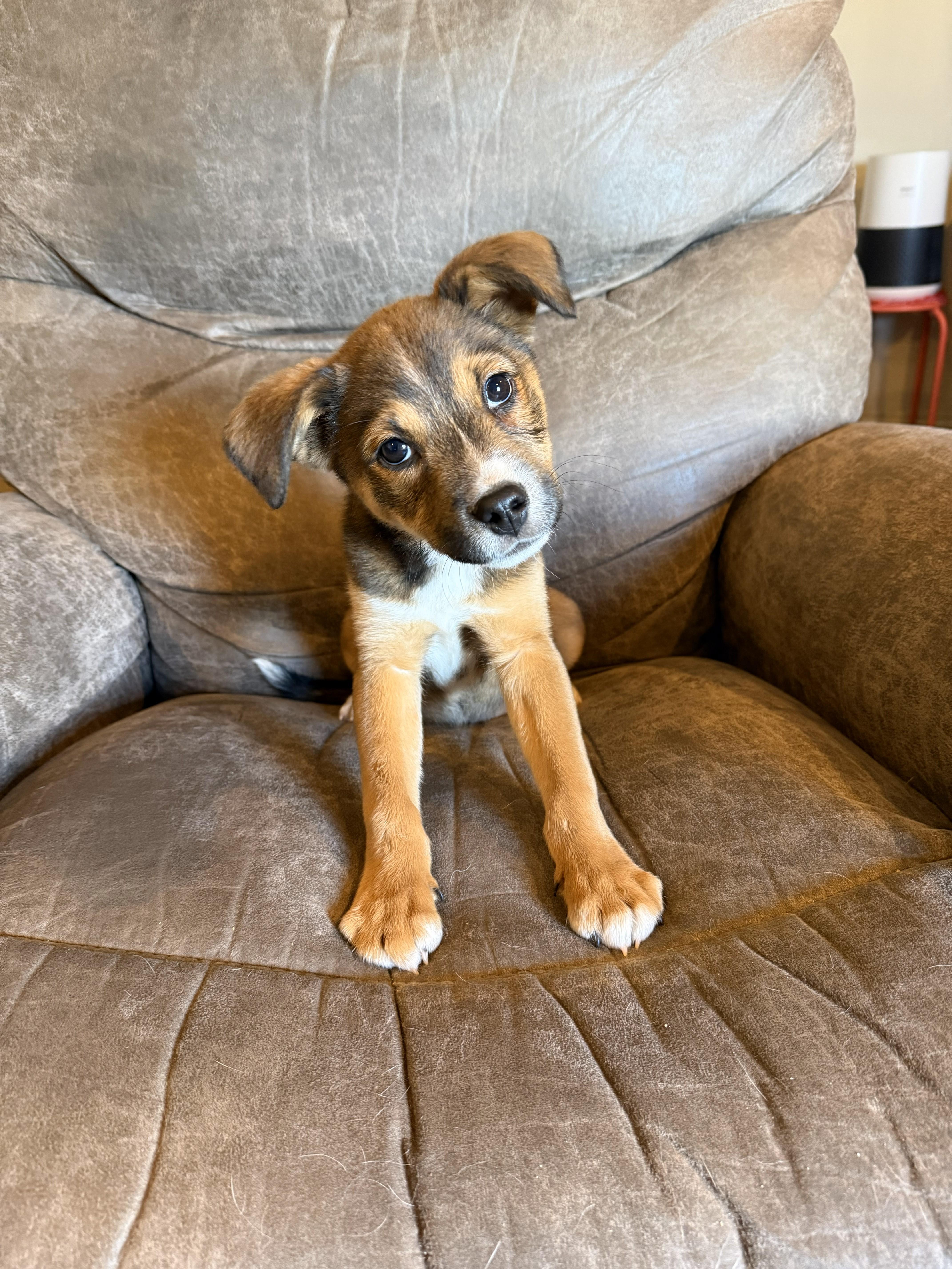 Birdie Mae, adopted, Puppy Female Shepherd.
