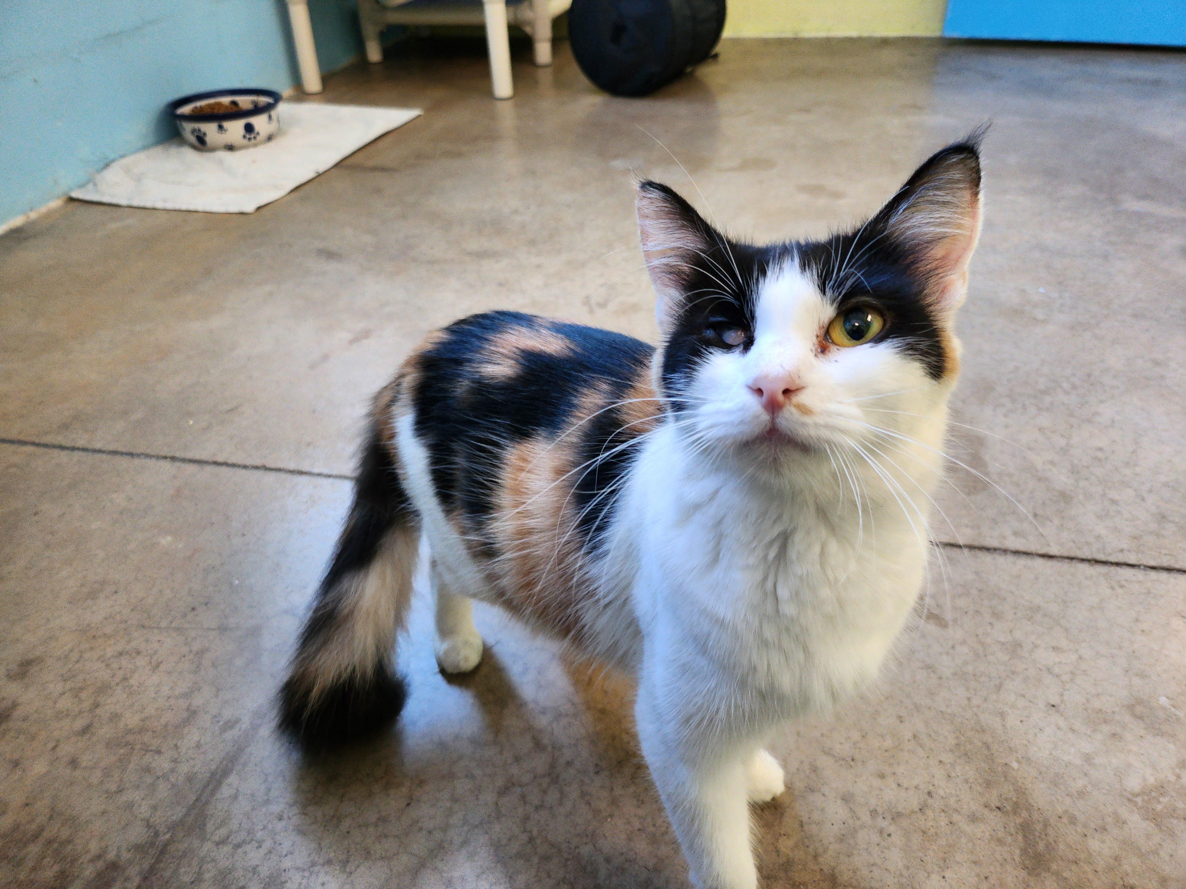 Princess, Adoptable, Adult Female Domestic Medium Hair.