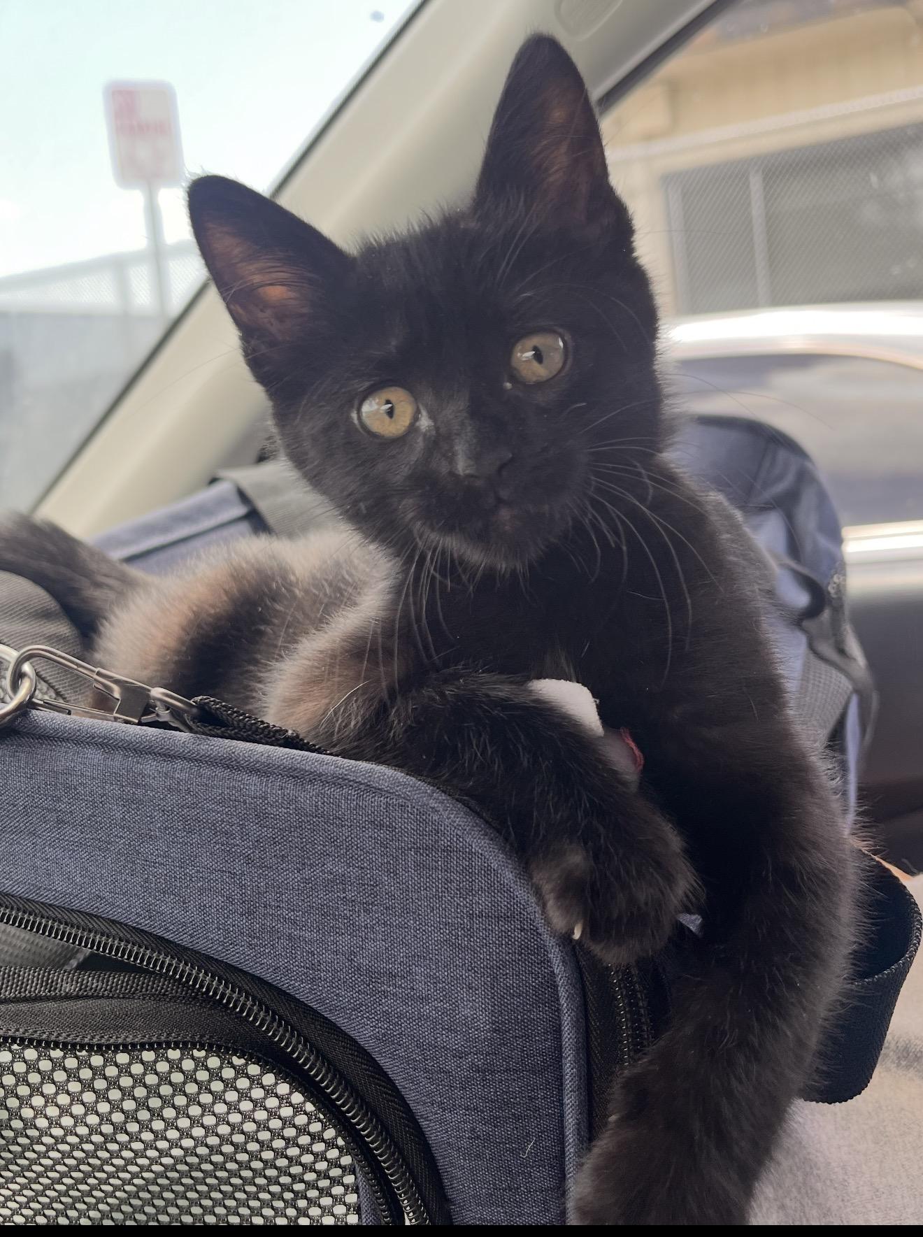 Mink, Adopted, Kitten Male Domestic Short Hair.