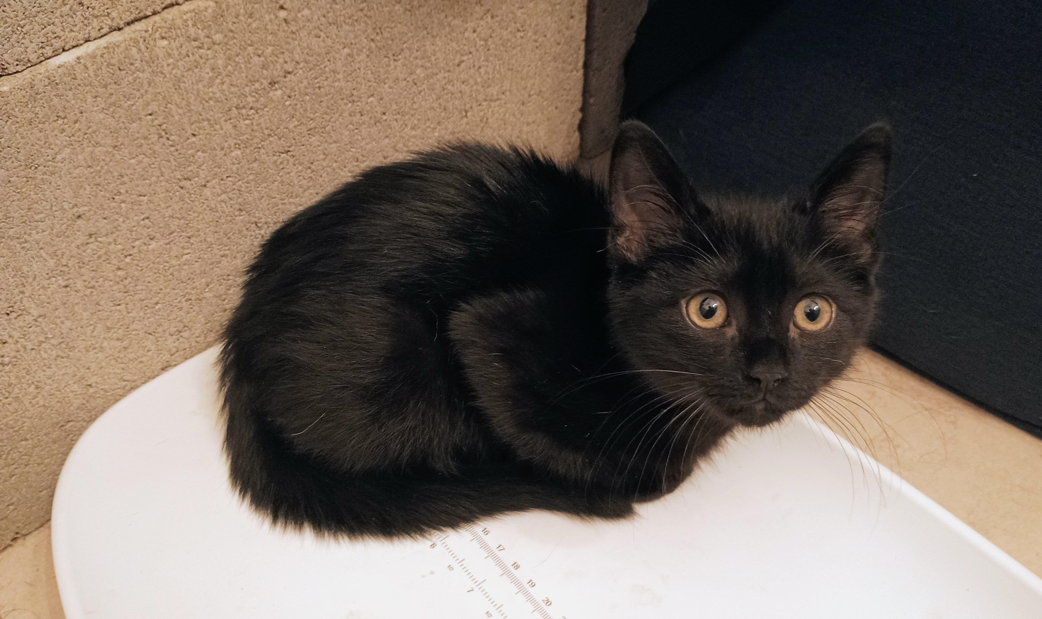Enlarge Mink, a Adopted Domestic Short Hair in Bell Gardens, CA image 2/3