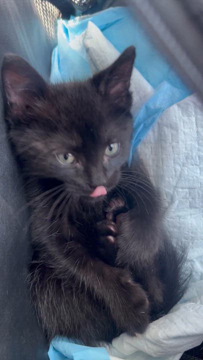 Enlarge Mink, a Adopted Domestic Short Hair in Bell Gardens, CA video 3/3