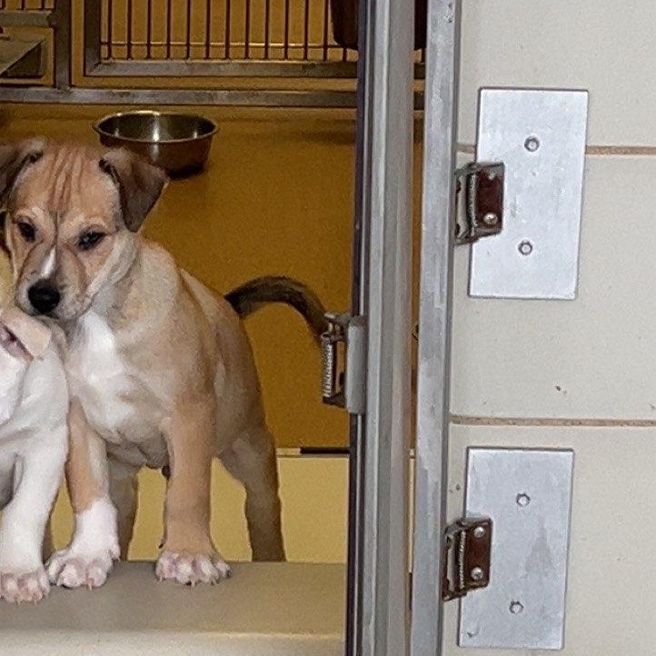 Enlarge Maximus , an adoptable mixed breed in Murphy, TX image 2/3