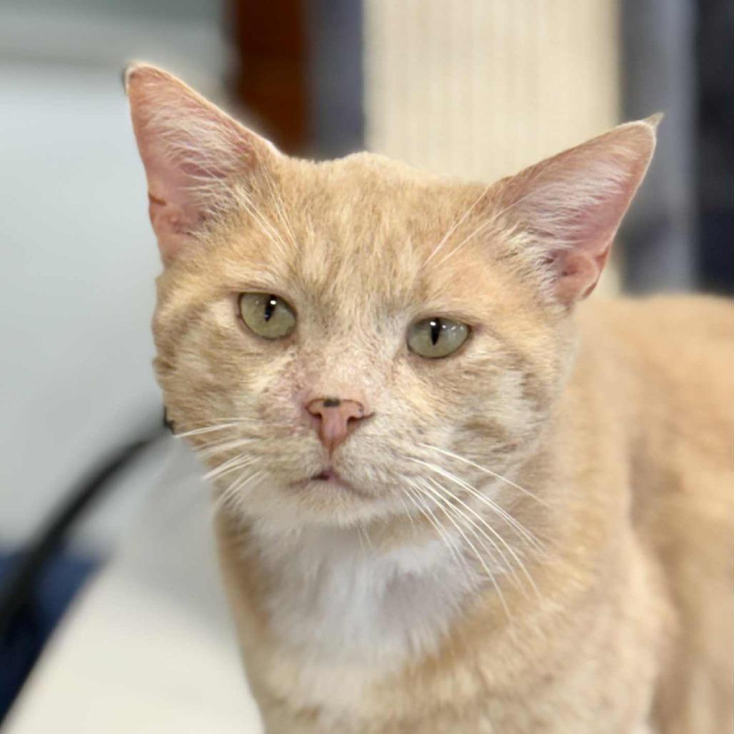 Enlarge Fleck, a Adoptable Domestic Short Hair in Sheridan, WY image 1/2