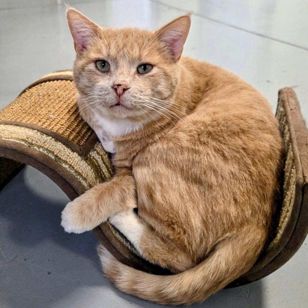 Enlarge Fleck, a Adoptable Domestic Short Hair in Sheridan, WY image 2/2