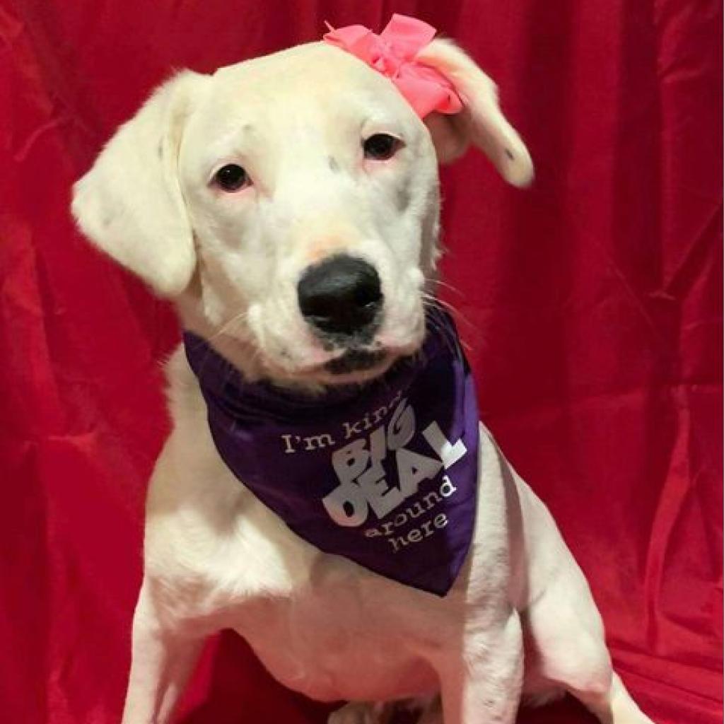 Enlarge Callie, a Adoptable mixed breed in Wadena, MN image 1/6