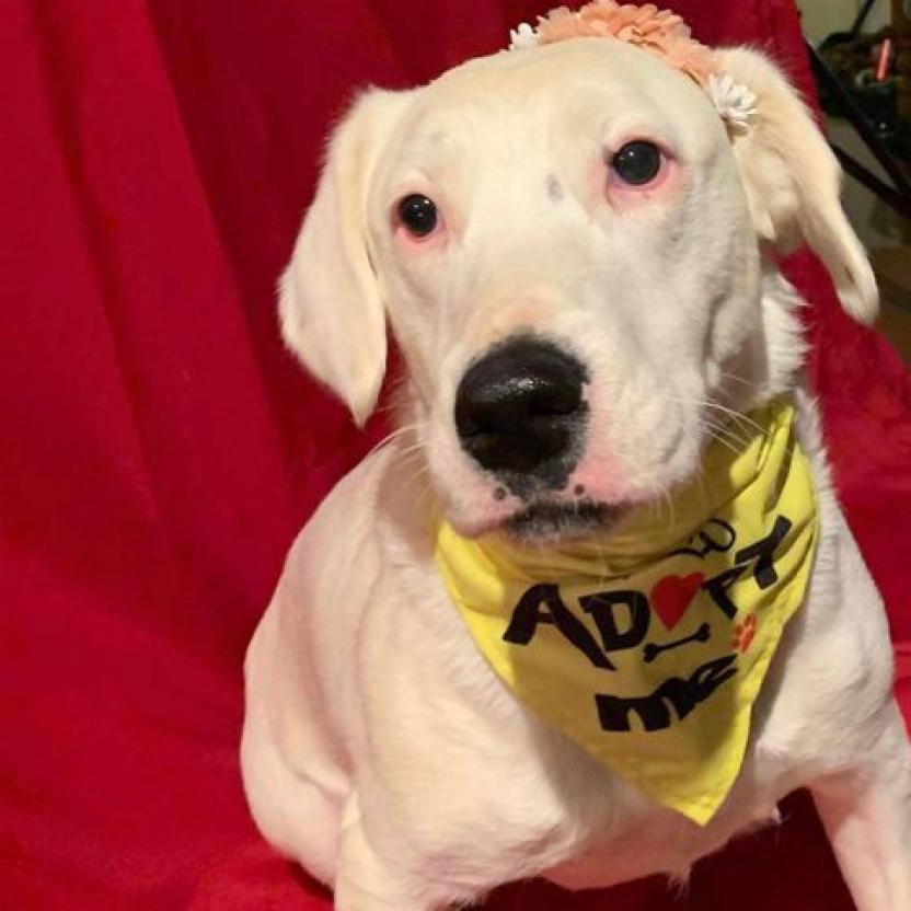 Enlarge Callie, a Adoptable mixed breed in Wadena, MN image 2/6