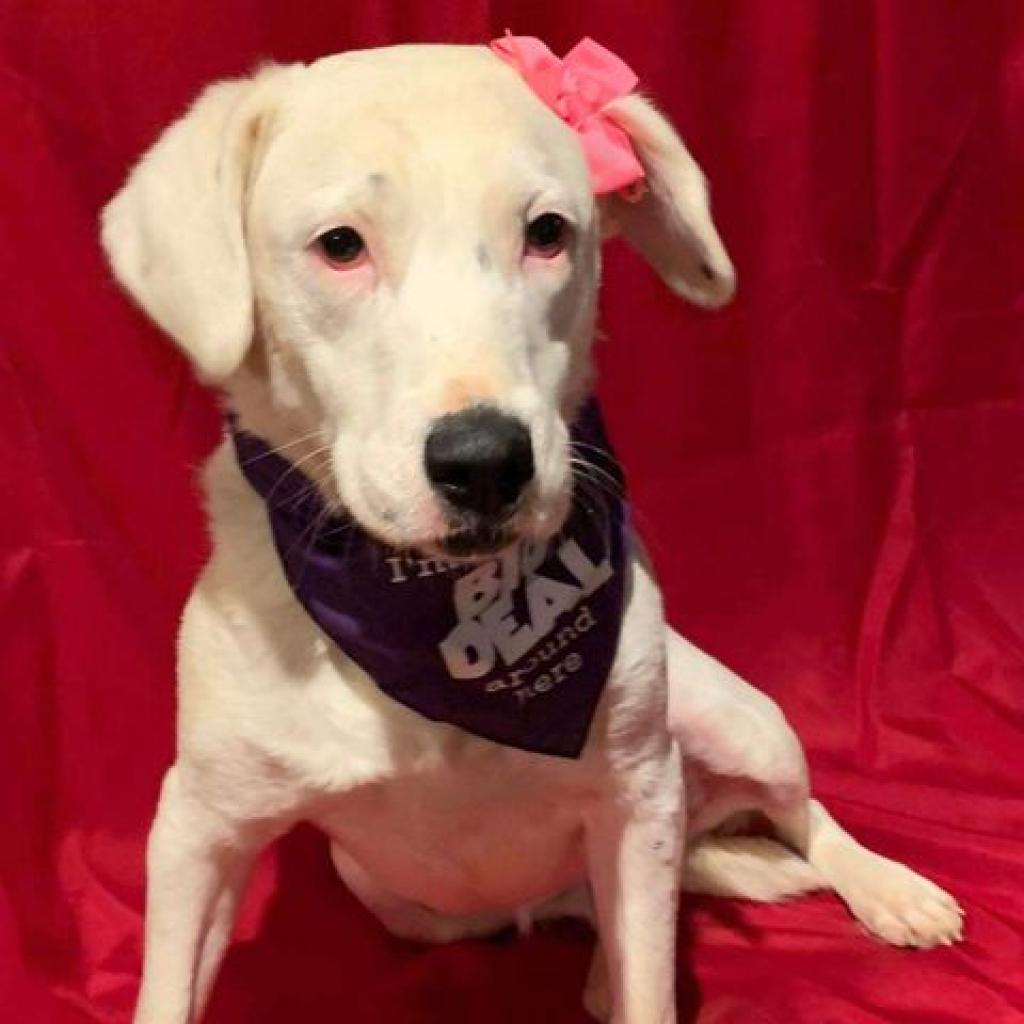 Enlarge Callie, a Adoptable mixed breed in Wadena, MN image 5/6