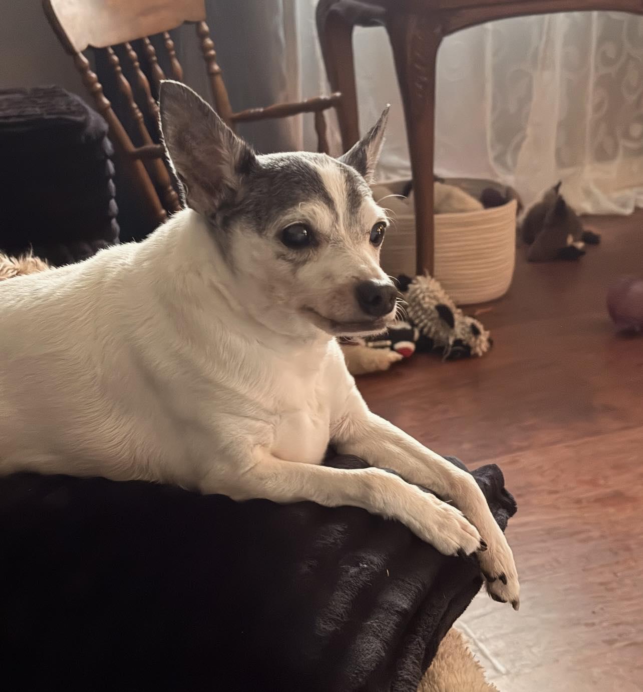 Tux, ADOPTABLE, Senior Male Rat Terrier.