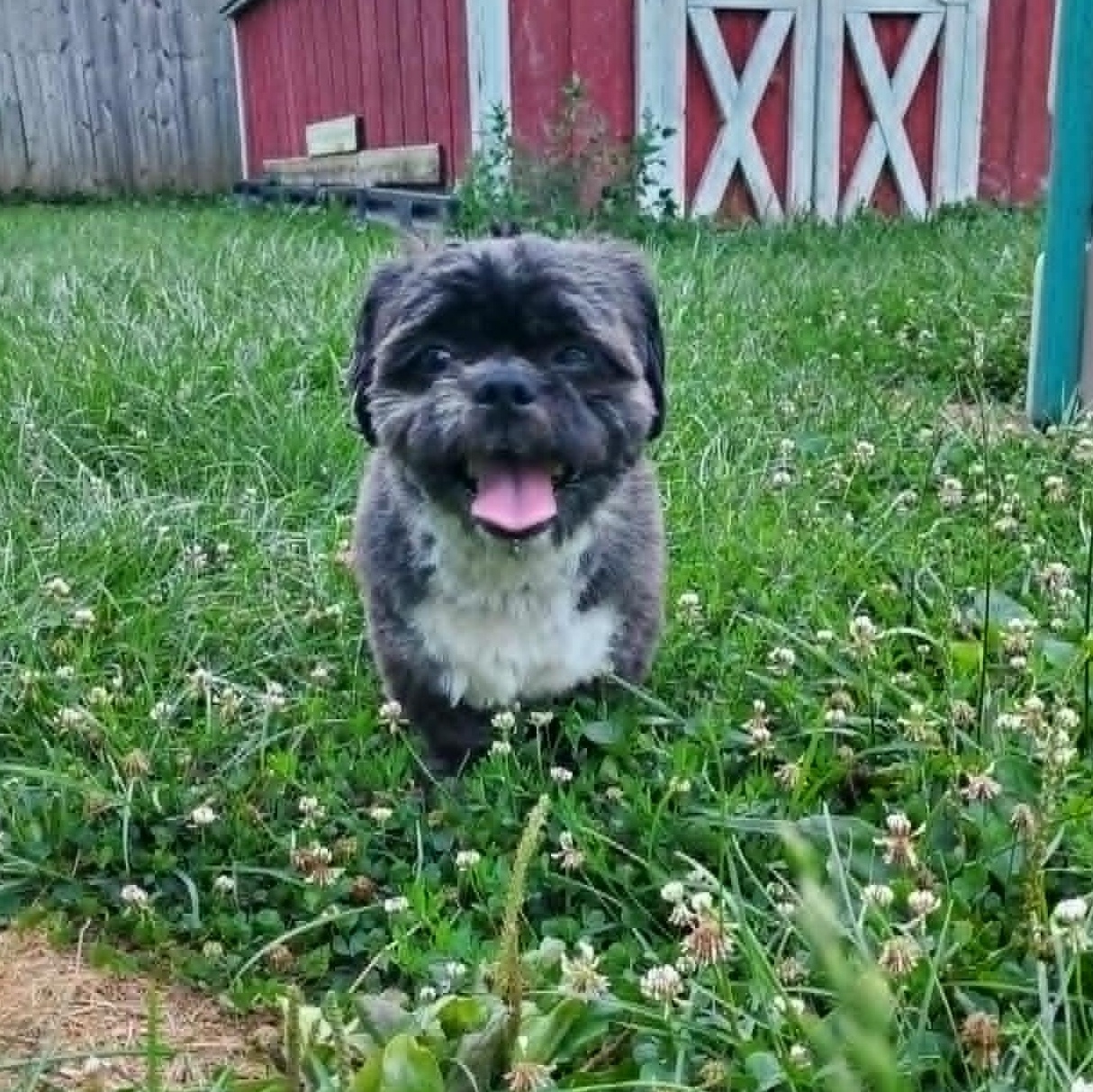 Kiran, an adopted mixed breed in Dayton, OH image 6/6