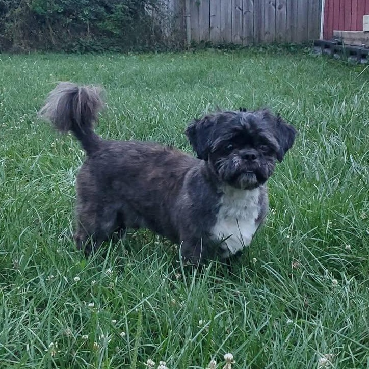 Kiran, adopted, Young Male Lhasa Apso.