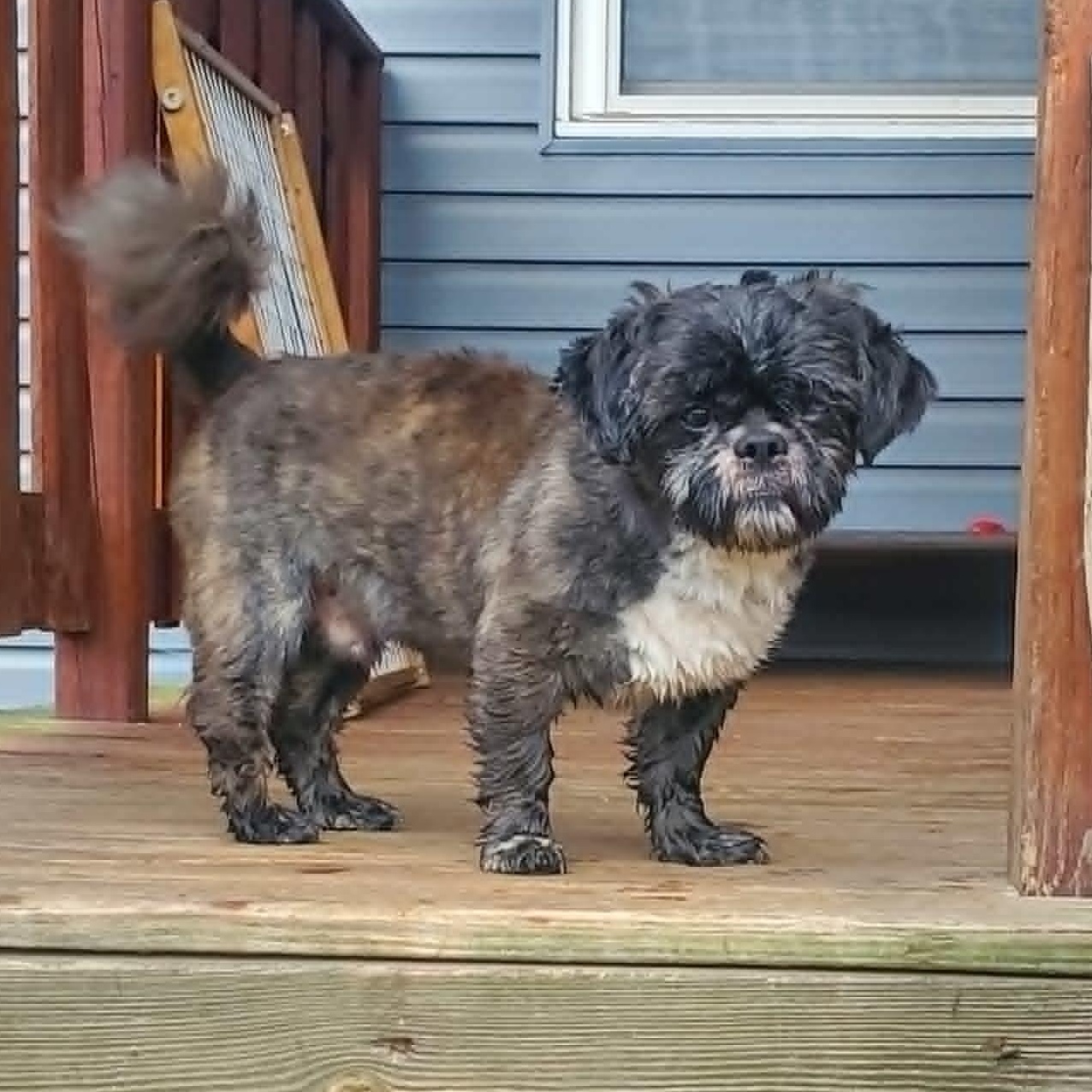 Kiran, an adopted mixed breed in Dayton, OH image 3/6