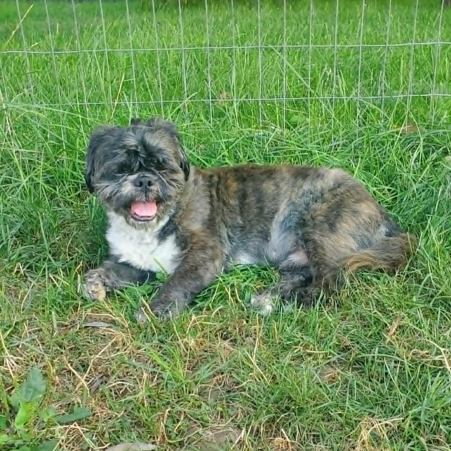 Kiran, an adopted mixed breed in Dayton, OH image 4/6