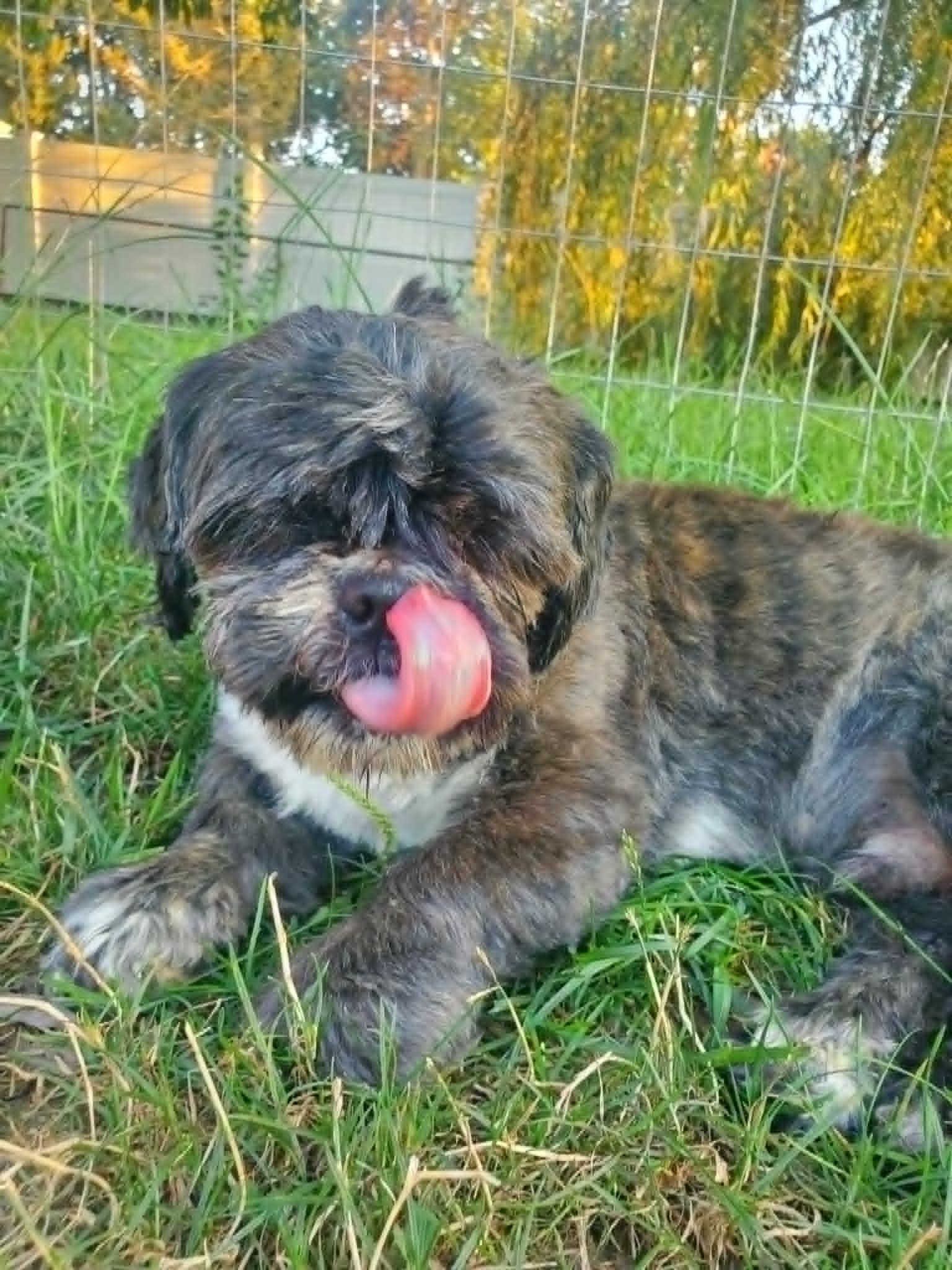 Kiran, an adopted mixed breed in Dayton, OH image 5/6