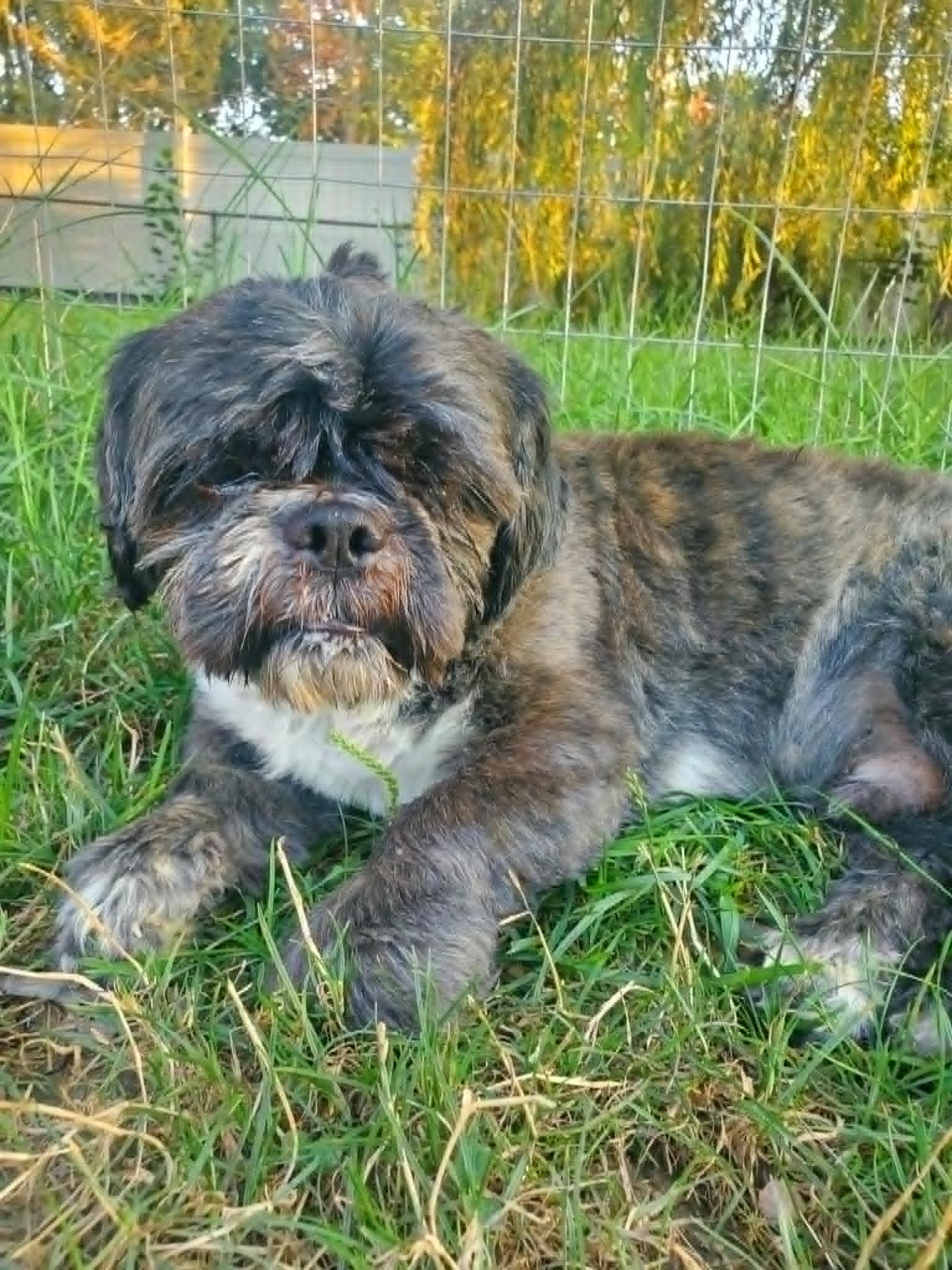 Kiran, an adopted mixed breed in Dayton, OH image 2/6