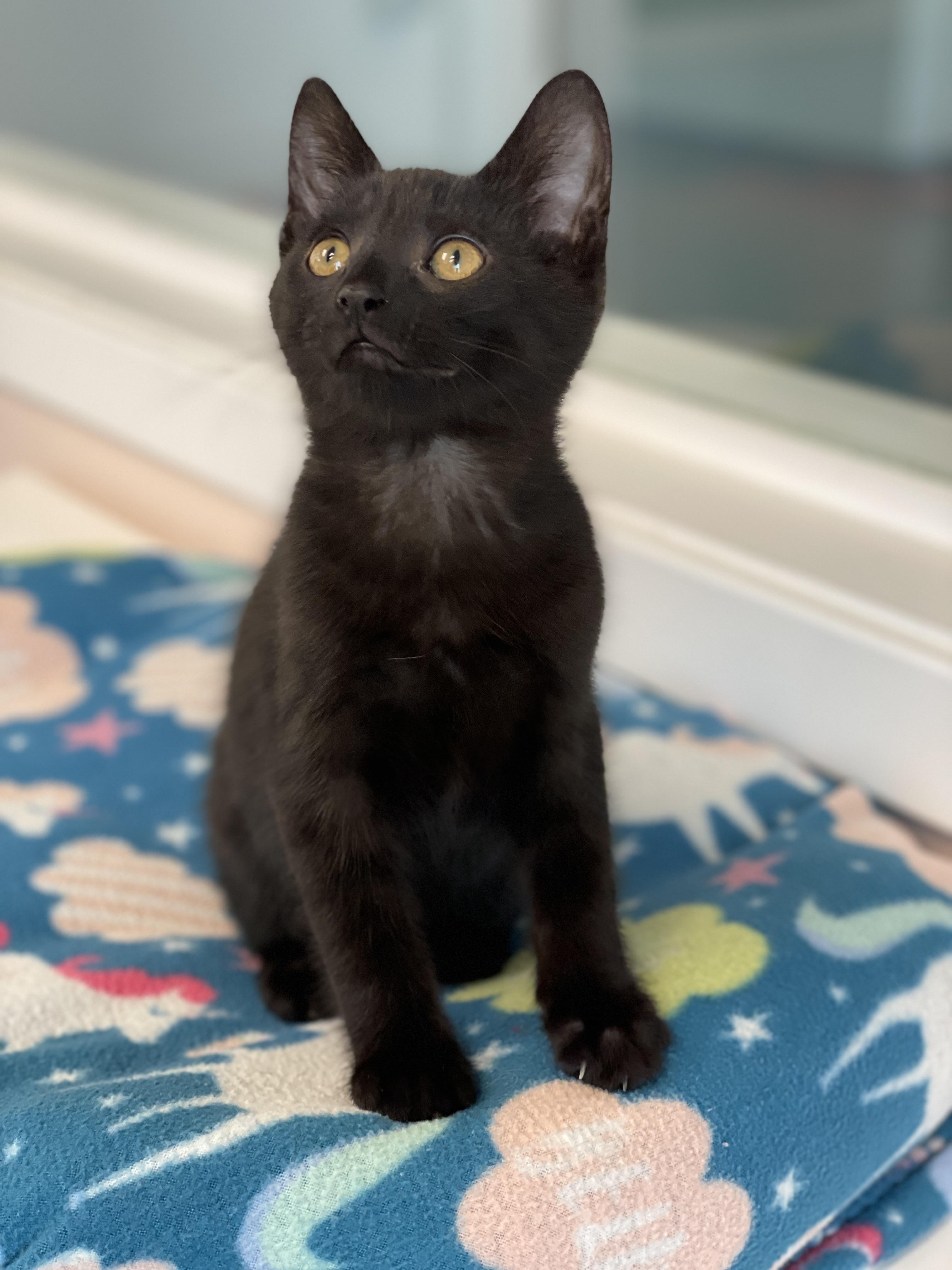 Sooty, Adoptable, Kitten Male Domestic Short Hair.