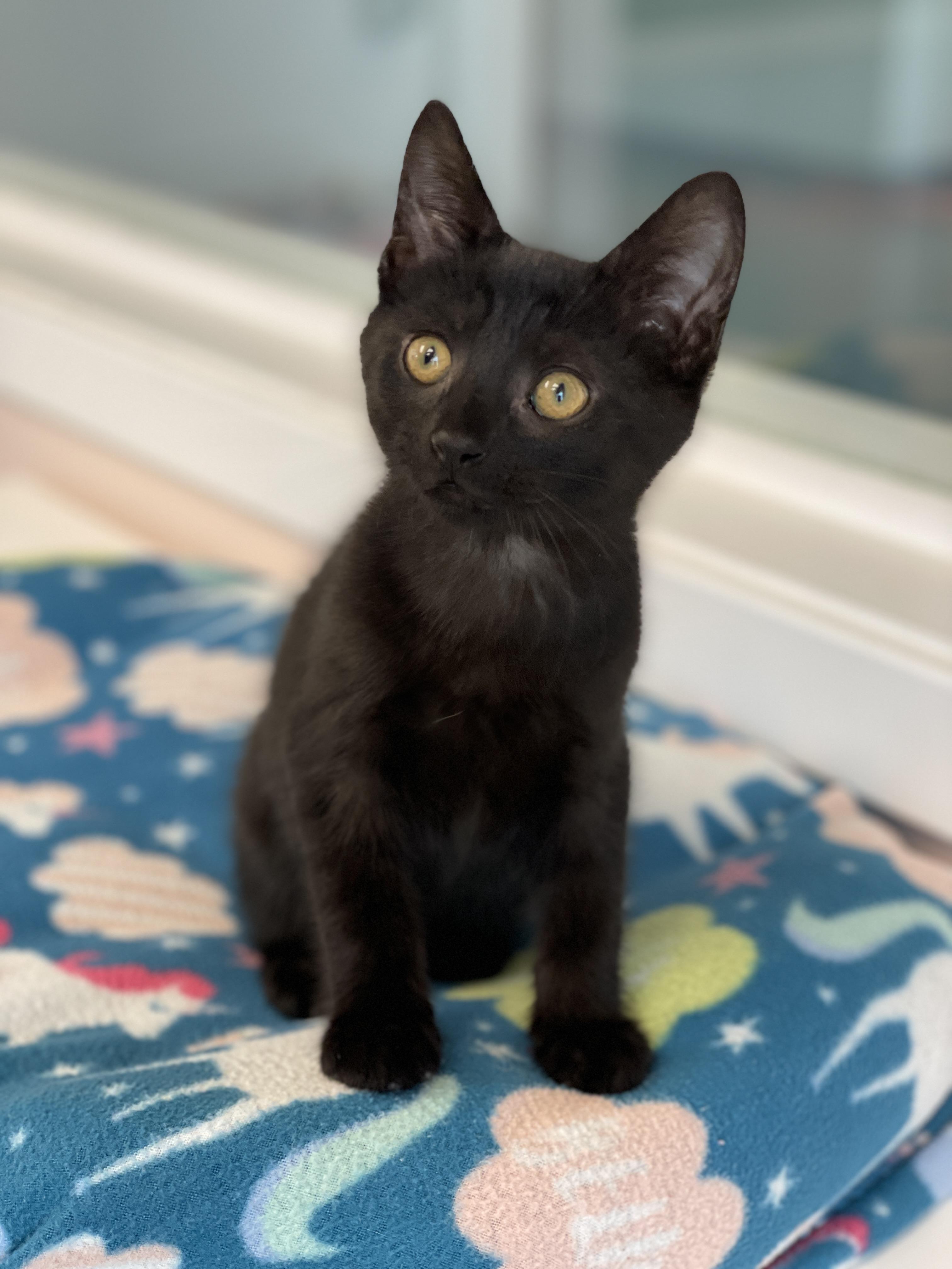 Sooty, a Adoptable Domestic Short Hair in Charles Town, WV image 2/4