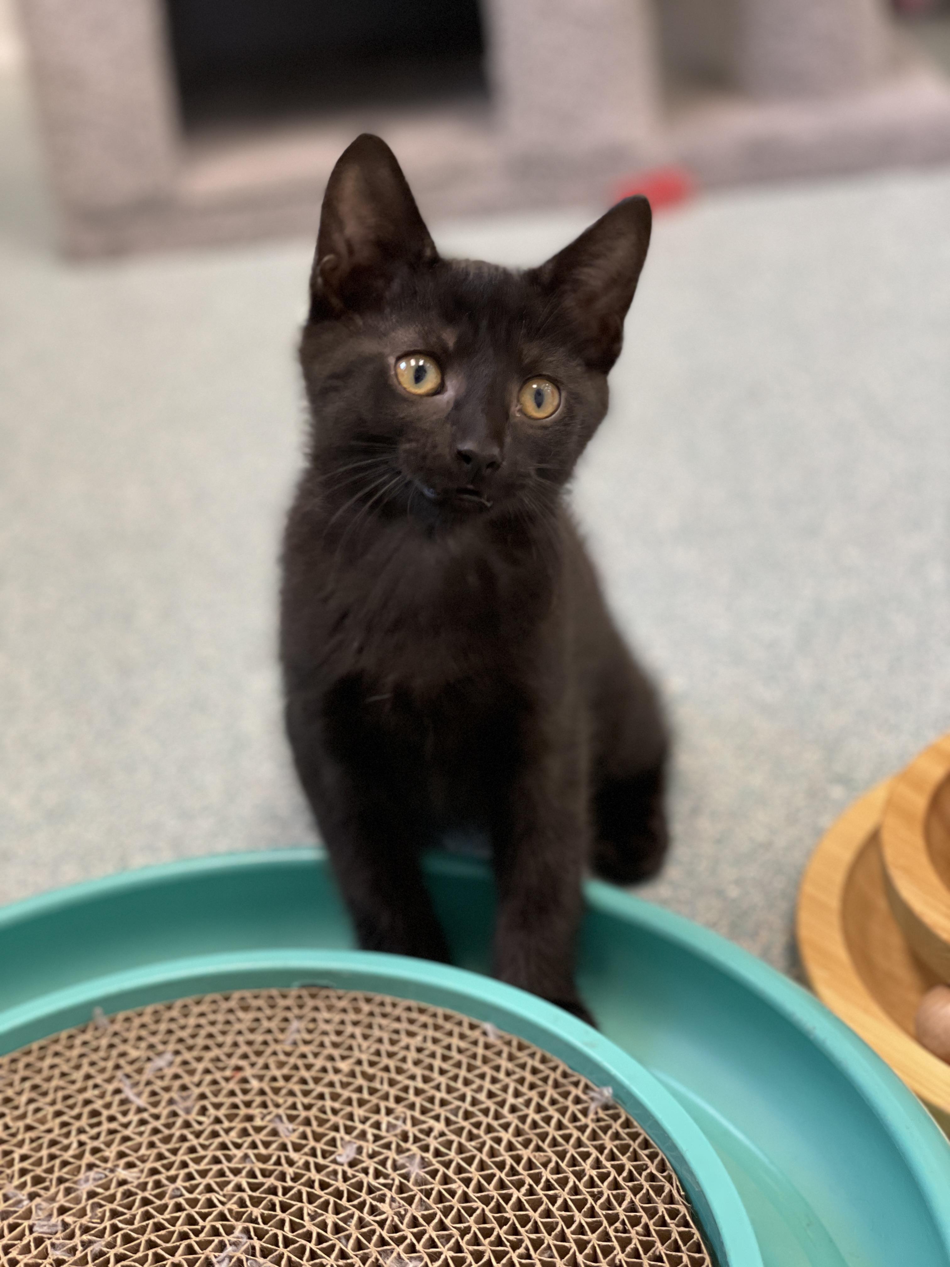 Sooty, a Adoptable Domestic Short Hair in Charles Town, WV image 3/4