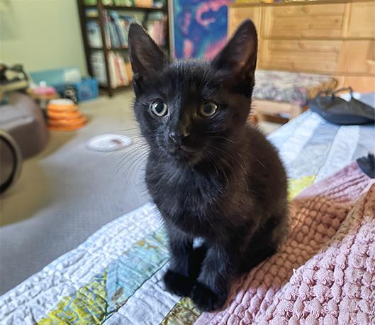 Sooty, a Adoptable Domestic Short Hair in Charles Town, WV image 4/4