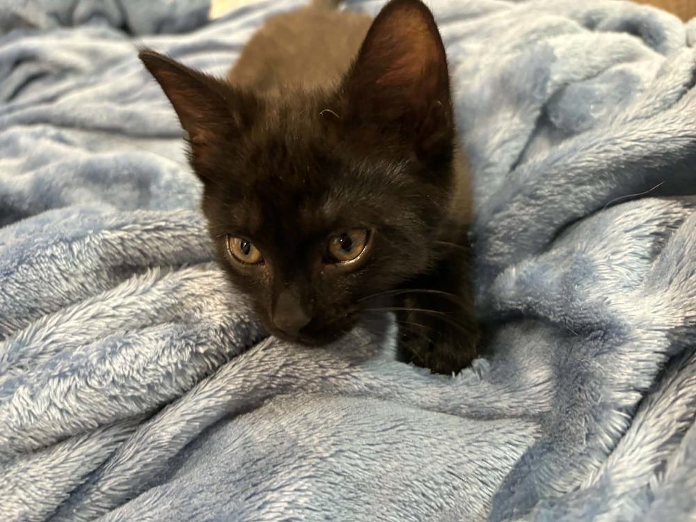 Bitsy, Adoptable, Kitten Female Domestic Short Hair.