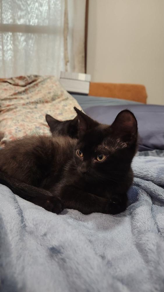 Enlarge Bitsy, a Adoptable Domestic Short Hair in McPherson, KS image 2/3