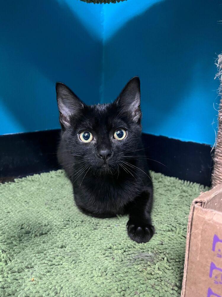 Enlarge Bitsy, a Adoptable Domestic Short Hair in McPherson, KS image 3/3