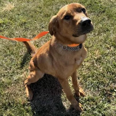 Taiyo, a Adopted mixed breed in Mount Pleasant, IA image 1/3