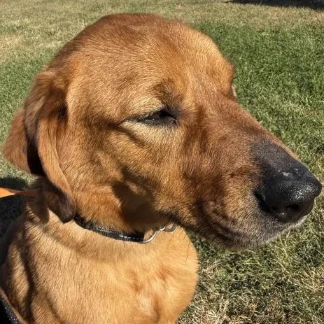 Taiyo, a Adopted mixed breed in Mount Pleasant, IA image 2/3