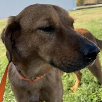 Taiyo, a Adopted mixed breed in Mount Pleasant, IA image 3/3