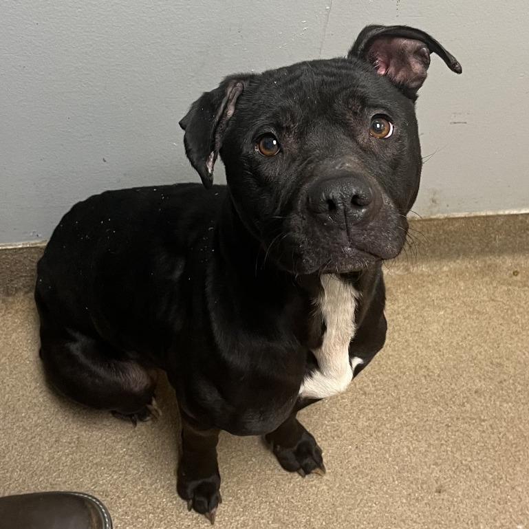 Fruit Cake, Adoptable, Adult Female Mixed Breed.