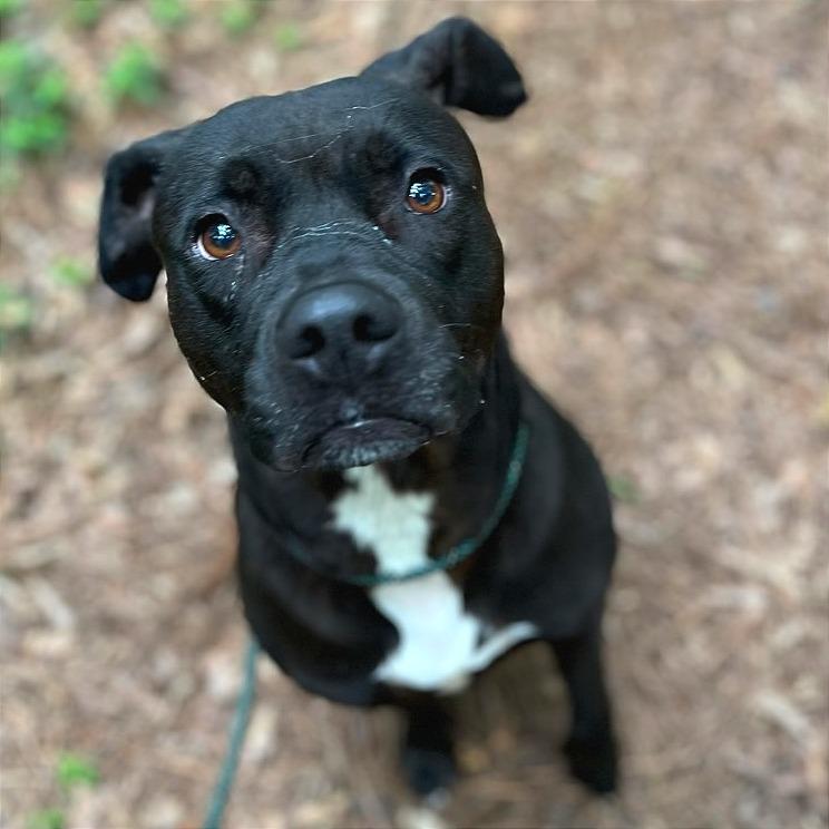 Enlarge Fruit Cake, a Adoptable Mixed Breed in Chattanooga, TN image 2/3
